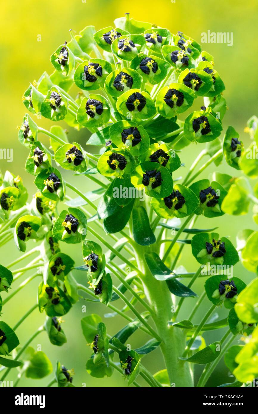Purge méditerranéenne, Euphorbia cachacias 'Perle Noire', Blooming, Euphorbia 'Perle Noire', Fleur, Bloom Banque D'Images