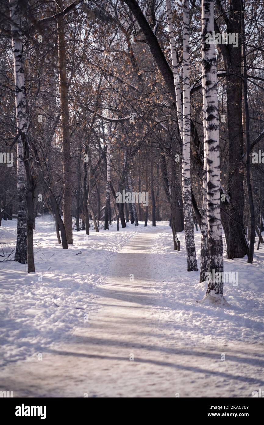 Forêt d'hiver le matin. Les oiseaux étaient couverts de neige. Le chemin blanc dans le parc est éclairé par les rayons du soleil. Carte postale verticale. Photo de haute qualité. Banque D'Images
