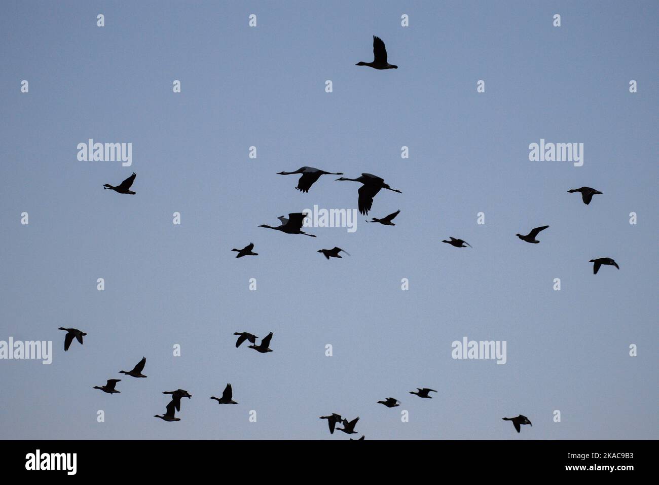 Saxe-Anhalt, Calvörde: 02 novembre 2022, trois grues volent vers leurs aires d'alimentation au milieu des oies tôt le matin. La migration annuelle des oiseaux a commencé en Saxe-Anhalt. Les oiseaux migrateurs se reposent dans le Drömling en automne avant de se déplacer vers leurs quartiers d'hiver plus au sud. Photo: Klaus-Dietmar Gabbert/dpa Banque D'Images