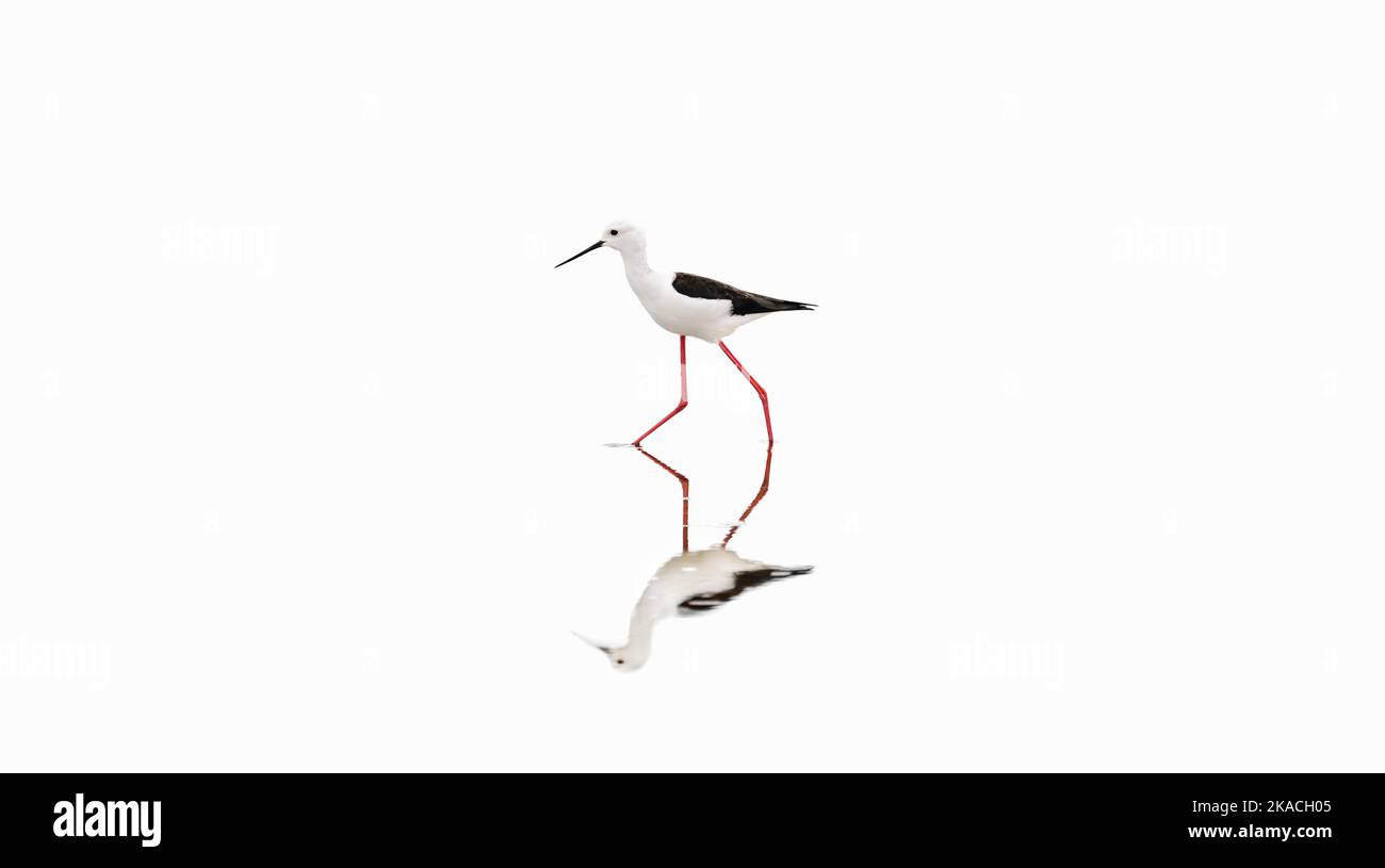 Image minimaliste d'un stilt à ailes noires se reflétant dans un lac, espace négatif blanc, espace de copie, grande taille Banque D'Images