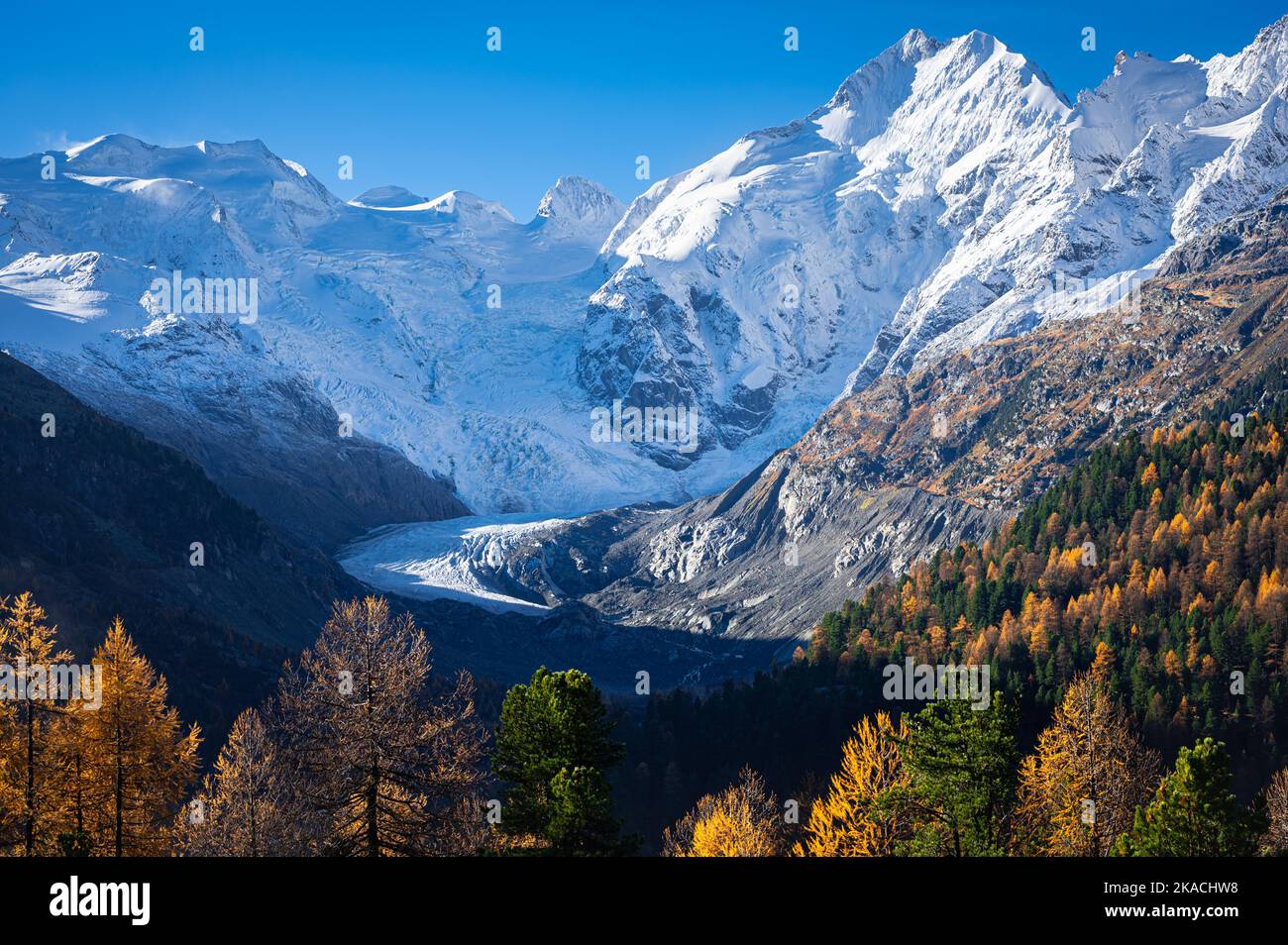 Glacier Morteratsch, Suisse le matin d'octobre, où le soleil illumine les mélèzes dorés et la neige fraîche au sommet des montagnes. Banque D'Images