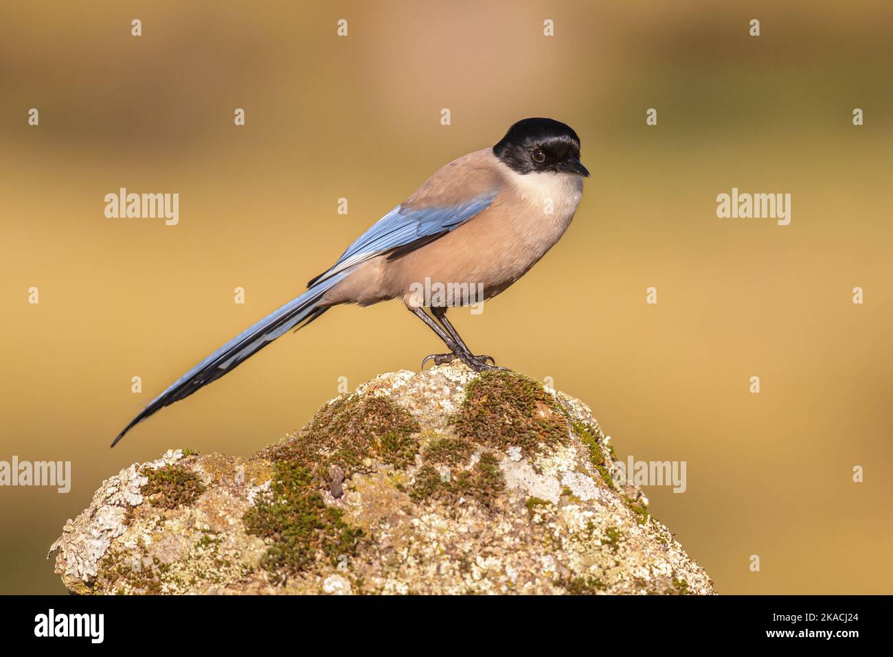 Le magpie ibérique (Cyanopica Cooki) est un oiseau de la famille Crow.Oiseau sur le tronc contre fond clair en Estrémadure, Espagne.Faune et flore Banque D'Images