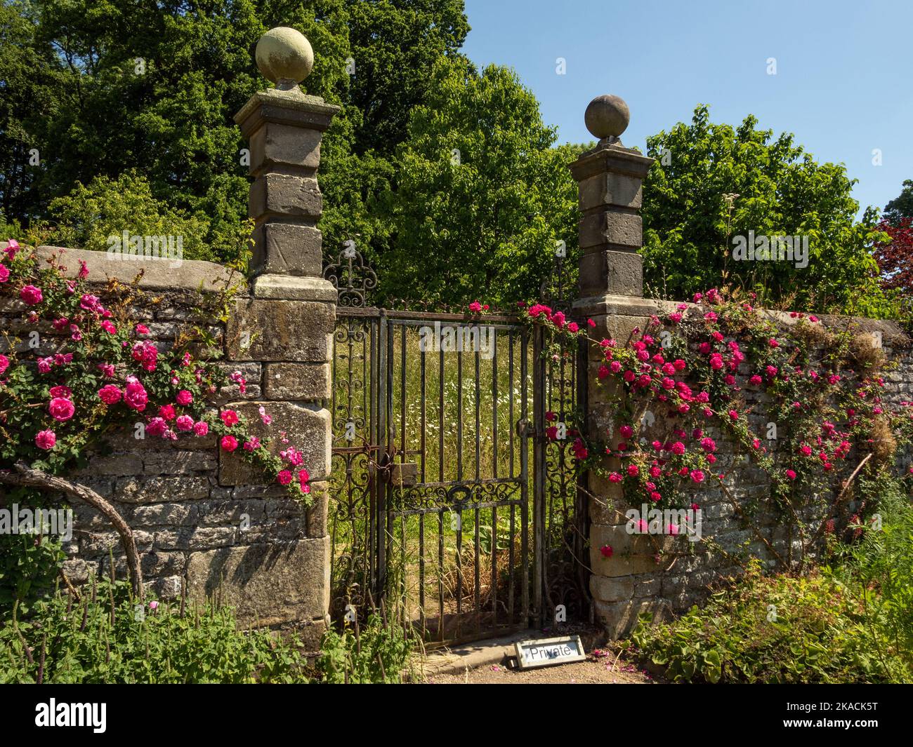 Haddon Hall, manoir médiéval datant du 11th siècle, Bakewell, Derbyshire, Royaume-Uni ; ancienne porte et piliers en pierre avec roses en rade Banque D'Images