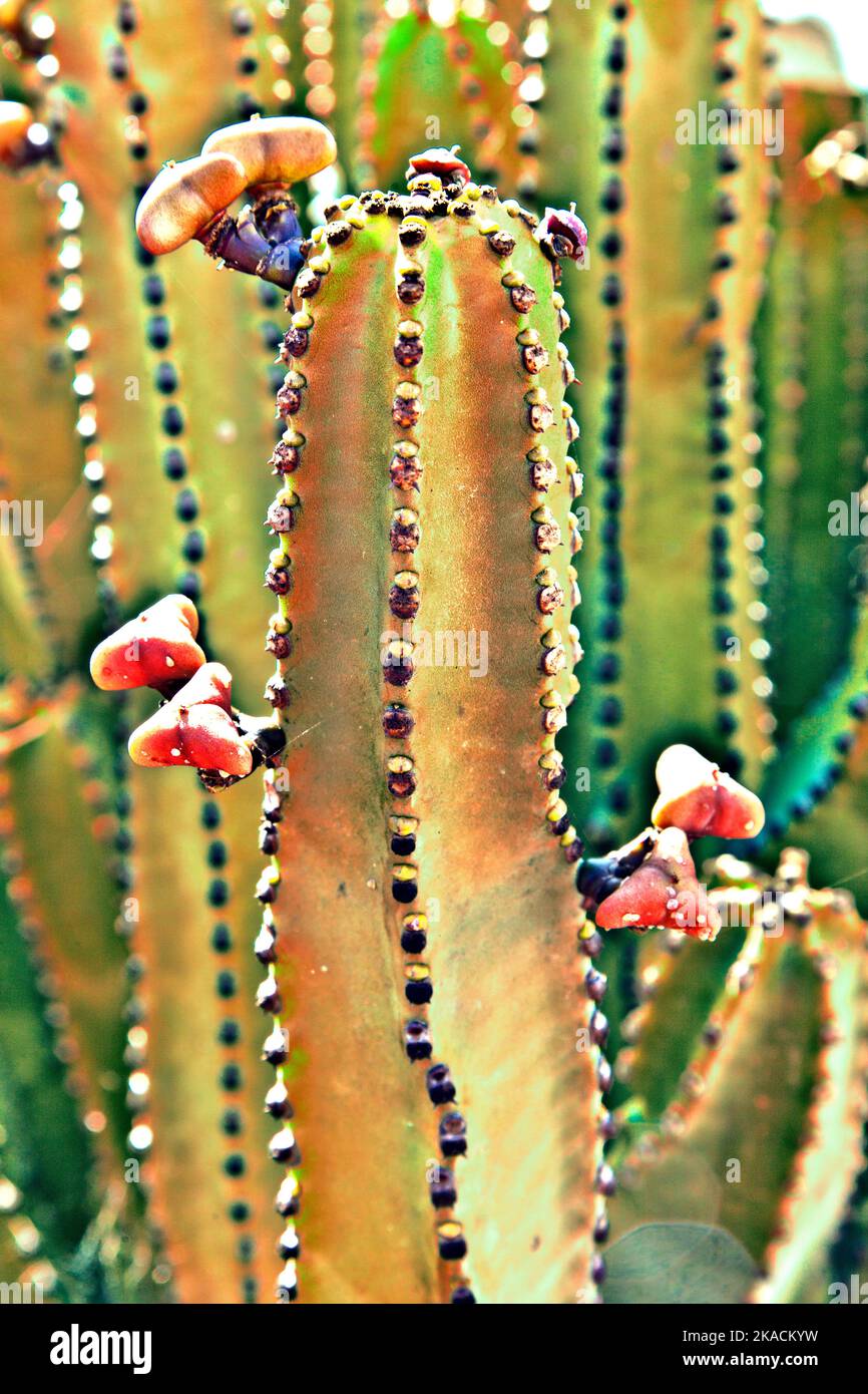 Détail de grande piscine cactus Banque D'Images