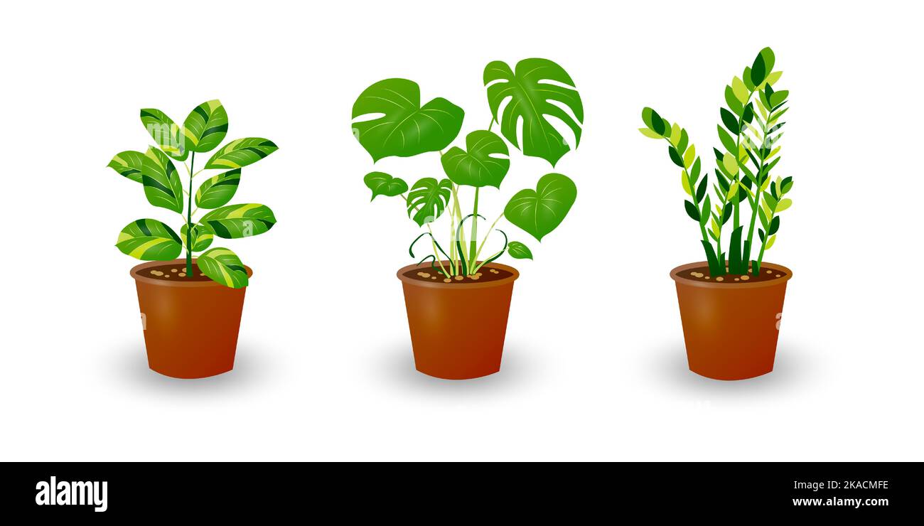 Zamiokulkas Dollar Tree, Ficus et Monstera plante en pot isolée sur fond blanc. Plante décorative pour l'intérieur de la maison ou le bureau. Fleur de chambre. Vect Illustration de Vecteur