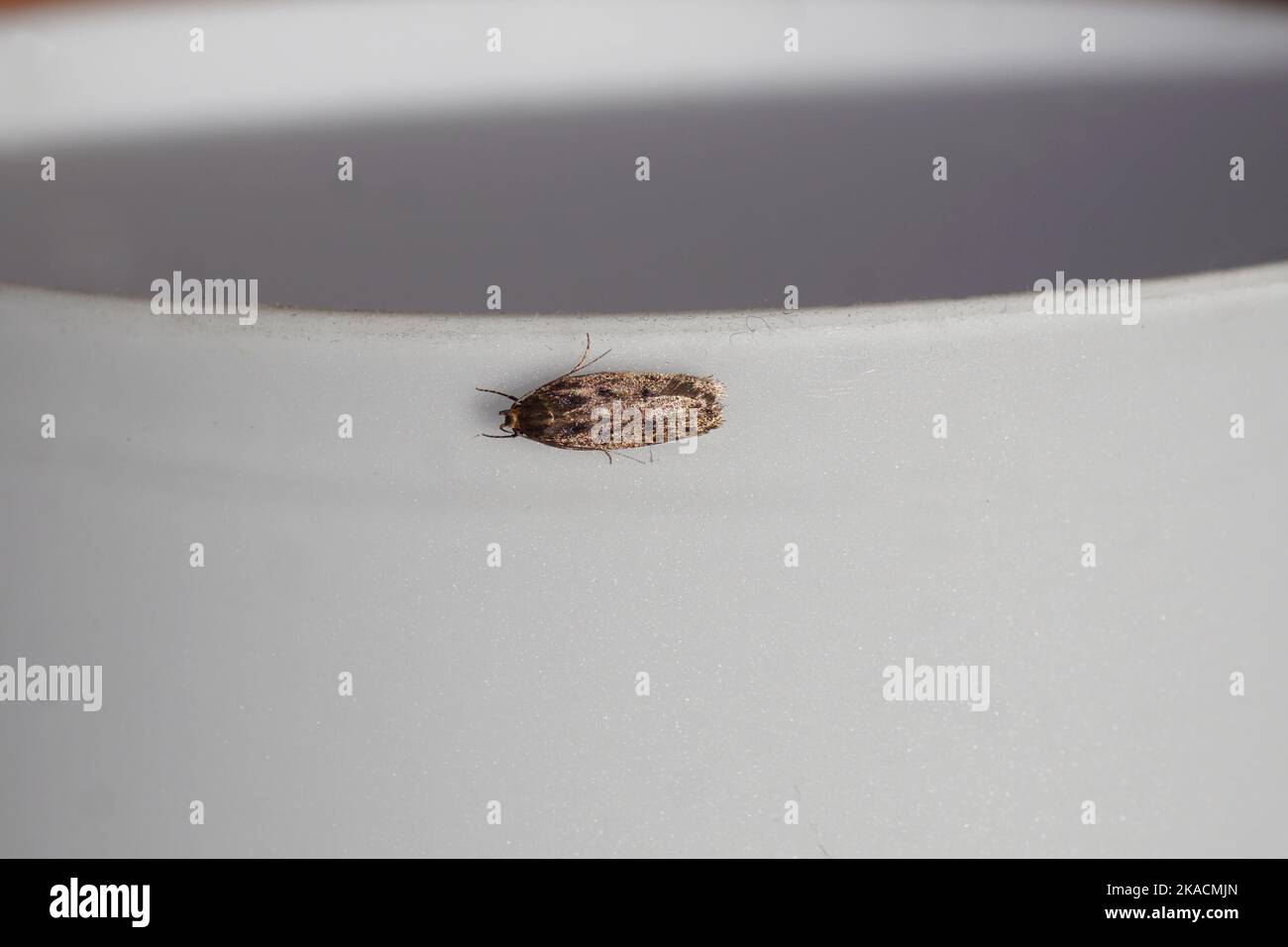 Gros plan de la maison brune (Hofmannophila pseudospretella) dans la maison sur une lampe blanche. Famille des Oecophoridae. Novembre, pays-Bas. Banque D'Images