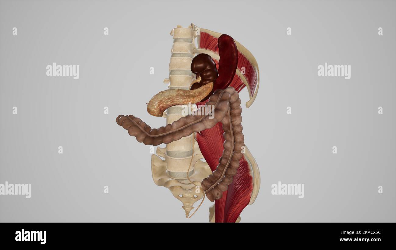 Vue des relations de la flexion colique gauche (flexion splénique) Banque D'Images