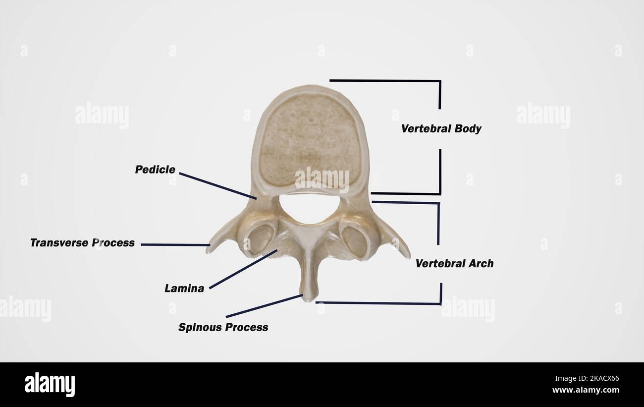 Illustration médicale des vertèbres typiques, vue supérieure Banque D'Images