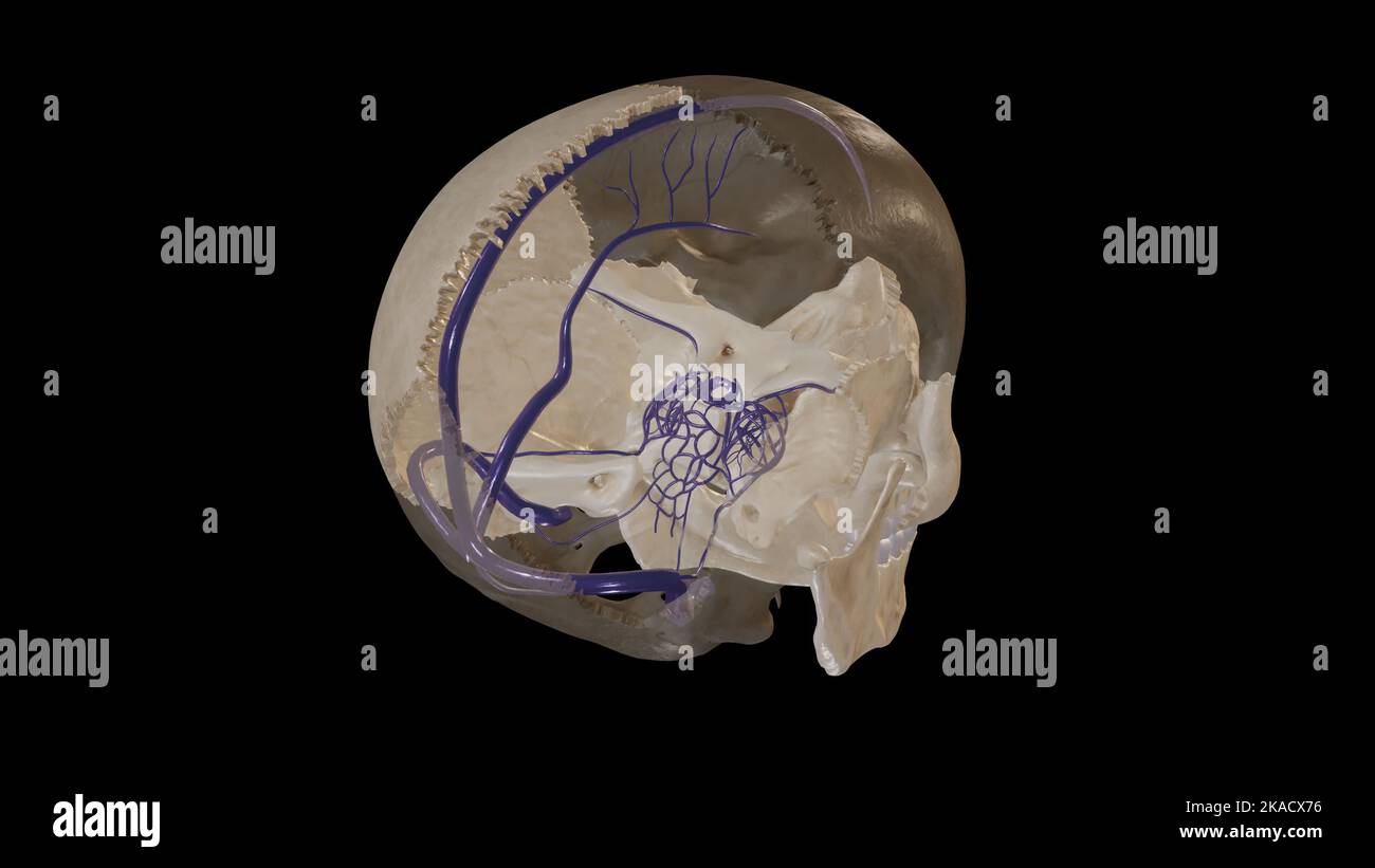 Illustration médicale des sinus veineux duraux Banque D'Images