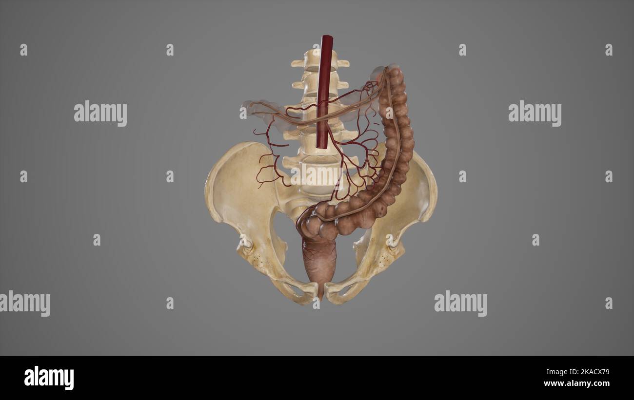 Illustration médicale de l'artère mésentérique inférieure et de ses branches Banque D'Images