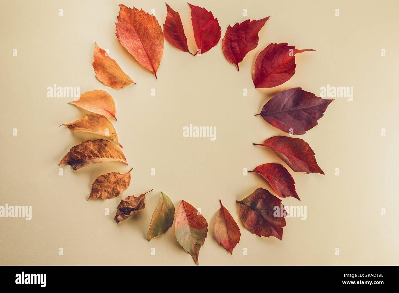 Cadre circulaire avec feuilles de la saison d'automne. Concept d'automne et arrière-plan. Copier l'espace pour le texte Banque D'Images