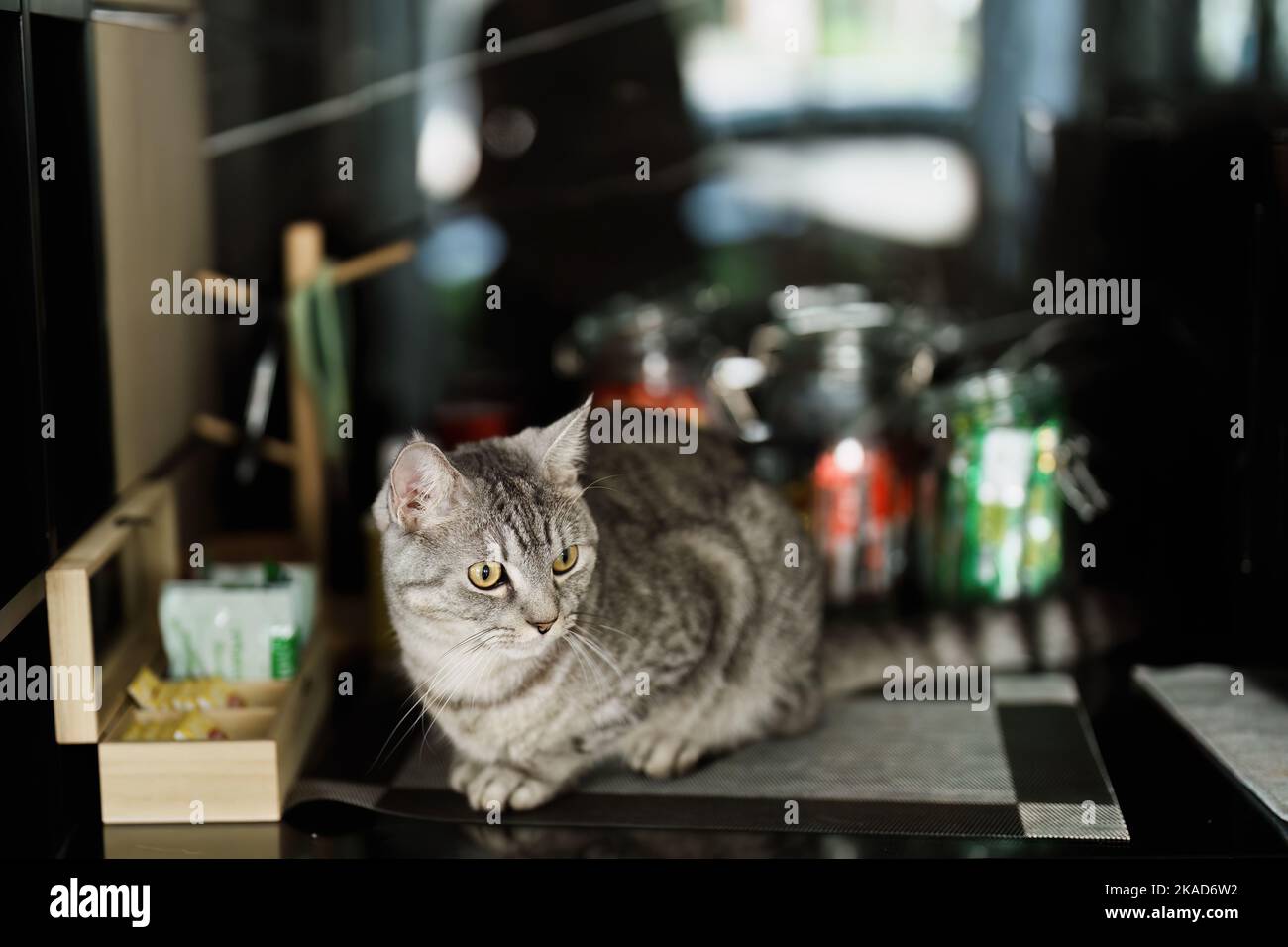 Un portrait d'un chat aimant avec des rayures brunes assis à une table Banque D'Images