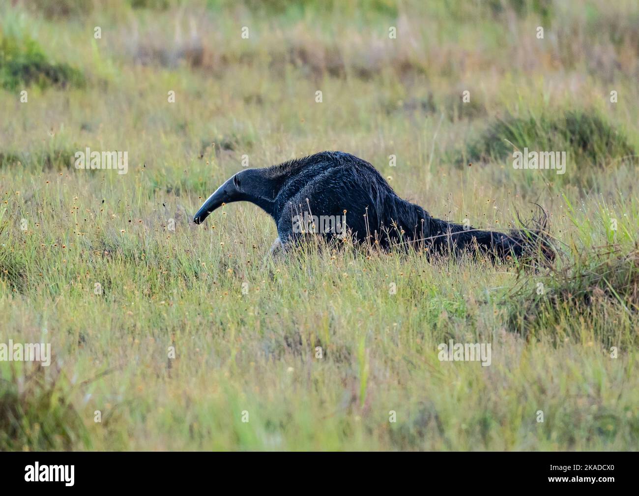 Une anteater géante (Myrmecophaga tridactyla) qui se trouve sur la prairie. Roraima, Brésil. Banque D'Images