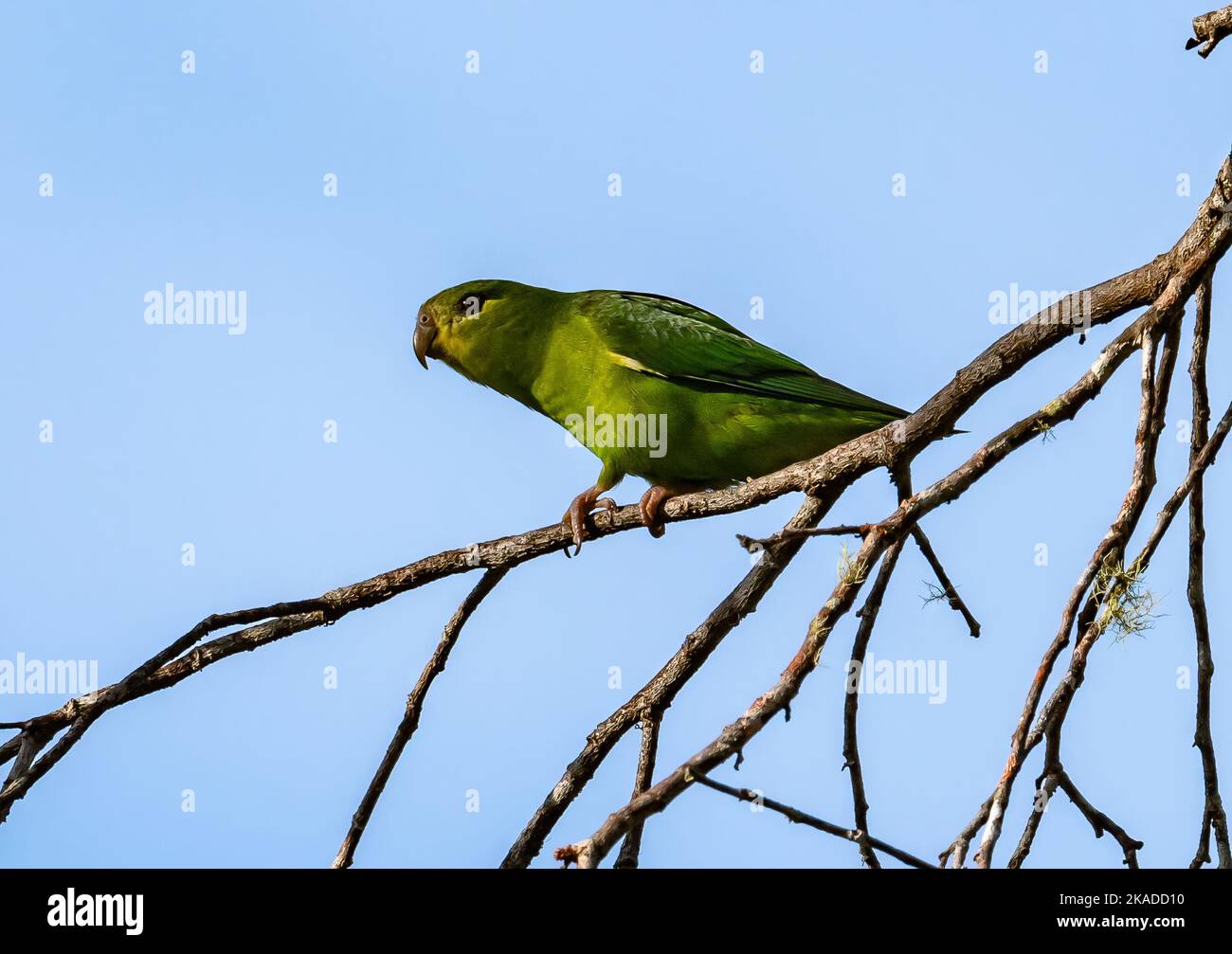 Un Parrotlet de Tepui sauvage (Nannopsittaca panychlora) perché sur une branche. Tepequem, Etat de Roraima, Brésil. Banque D'Images