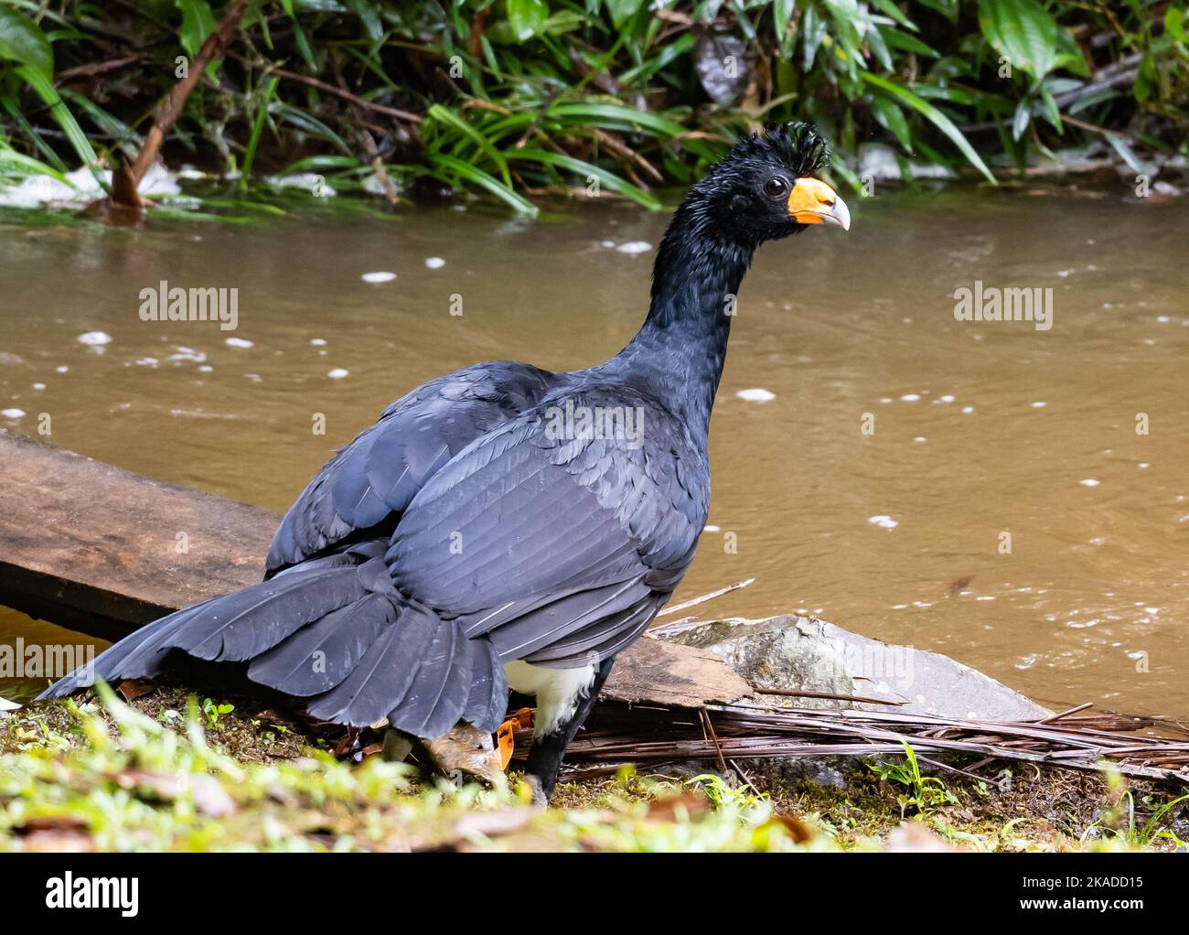 Un Curassow noir sauvage (Crax Alector) qui se dresse au bord d'un ruisseau. Tepequem, Etat de Roraima, Brésil. Banque D'Images