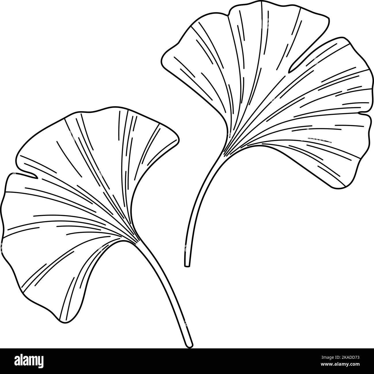 Le Ginkgo biloba laisse une esquisse vectorielle Illustration de Vecteur