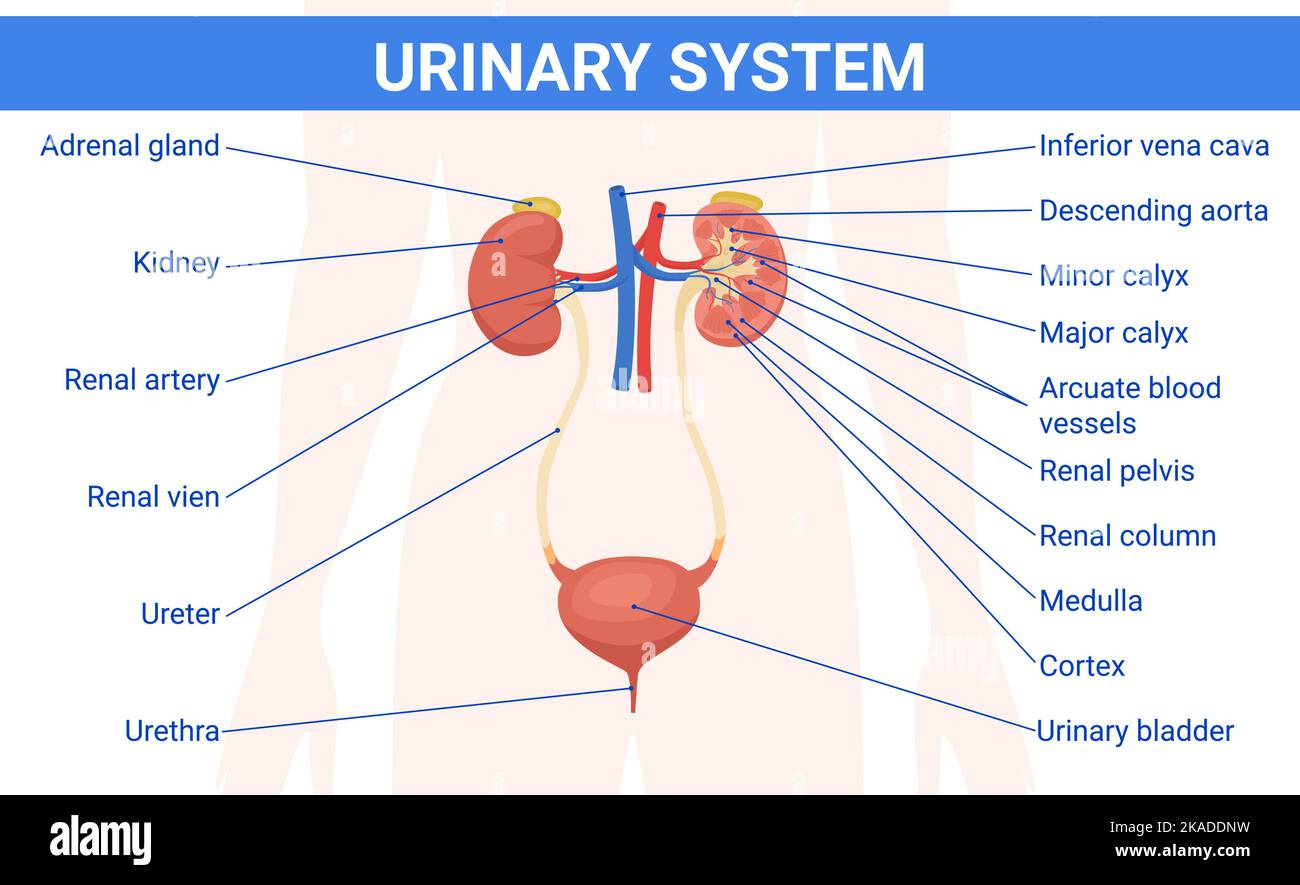 Système urinaire de rein infographies plates avec des légendes de texte pointant vers la silhouette du corps humain avec illustration vectorielle d'images d'organes Illustration de Vecteur