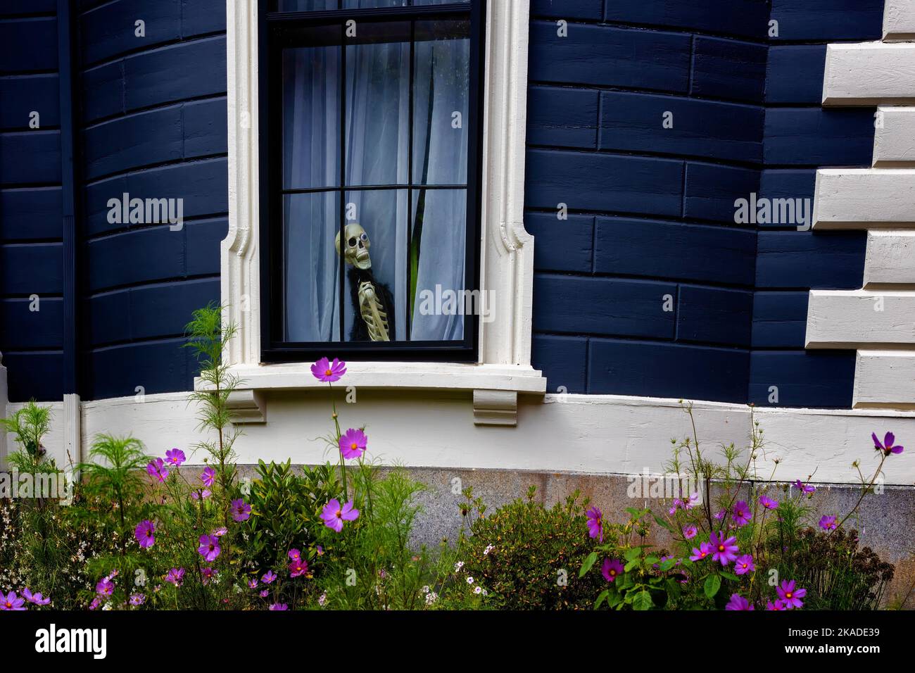 Un squelette peeks entre les rideaux dans une fenêtre d'un bâtiment. Banque D'Images