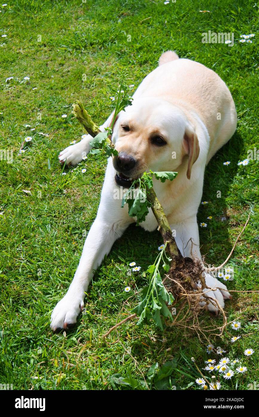 Un jeune Labrador jaune trichewing une tige de plante - John Gollop Banque D'Images