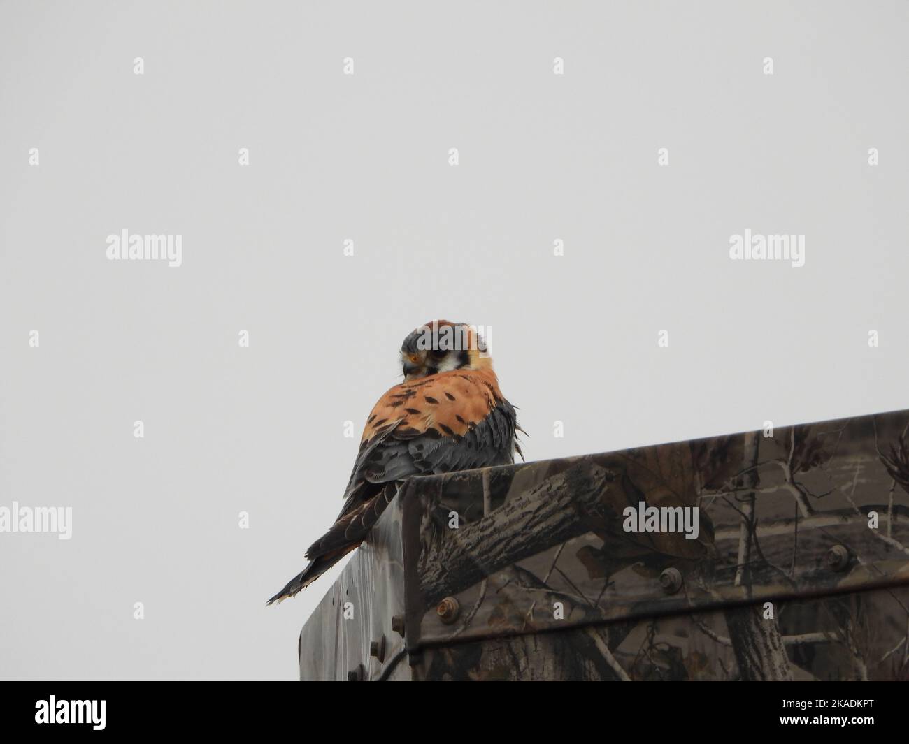 Un kestrel américain (Falco sparverius) également connu sous le nom de faucon d'arrow contre le ciel Banque D'Images