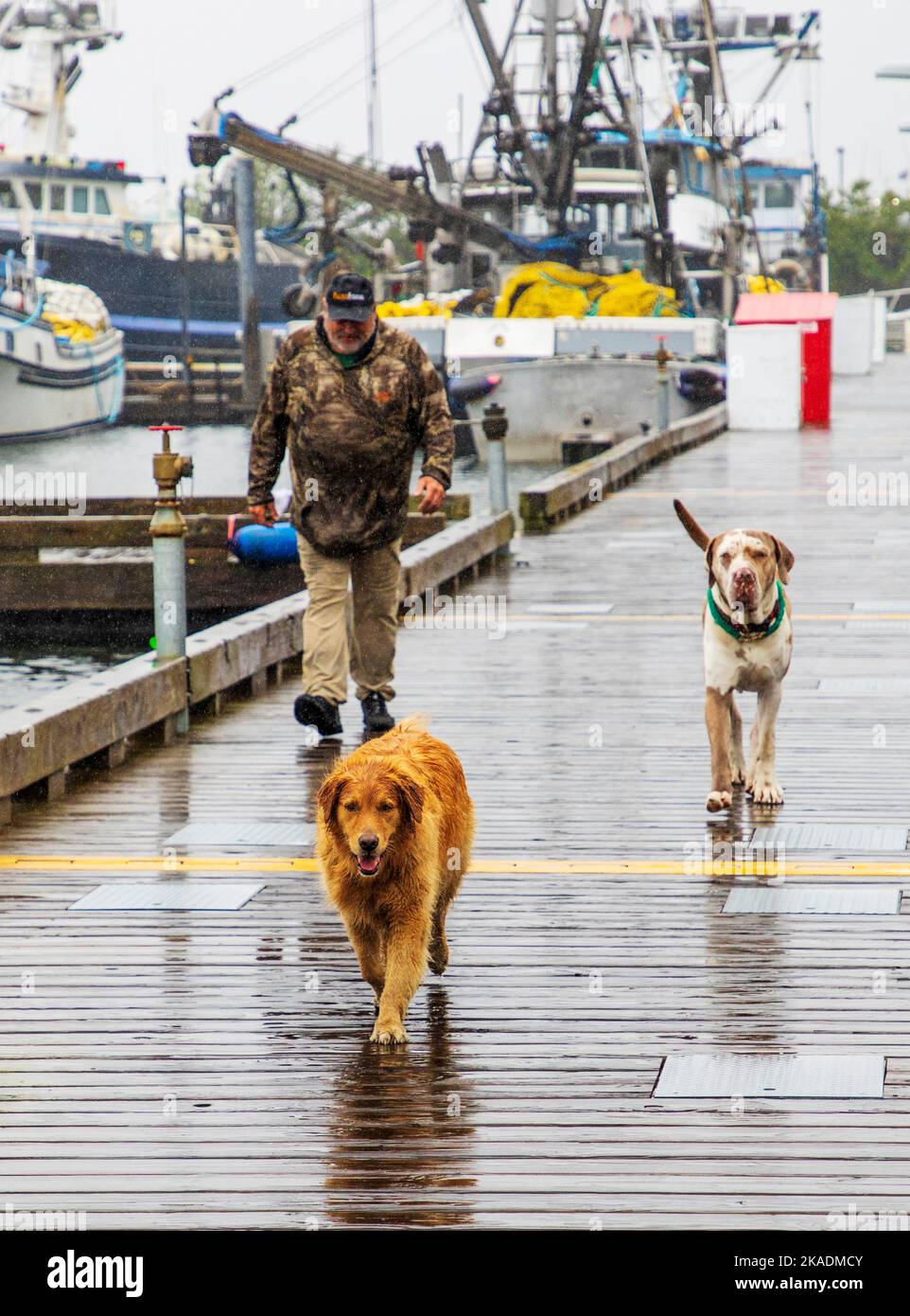Fisherman & Dogs Walk Pier ; bateaux de pêche dans le port de foggy ; Kodiak ; Kodiak Island ; Alaska ; États-Unis Banque D'Images