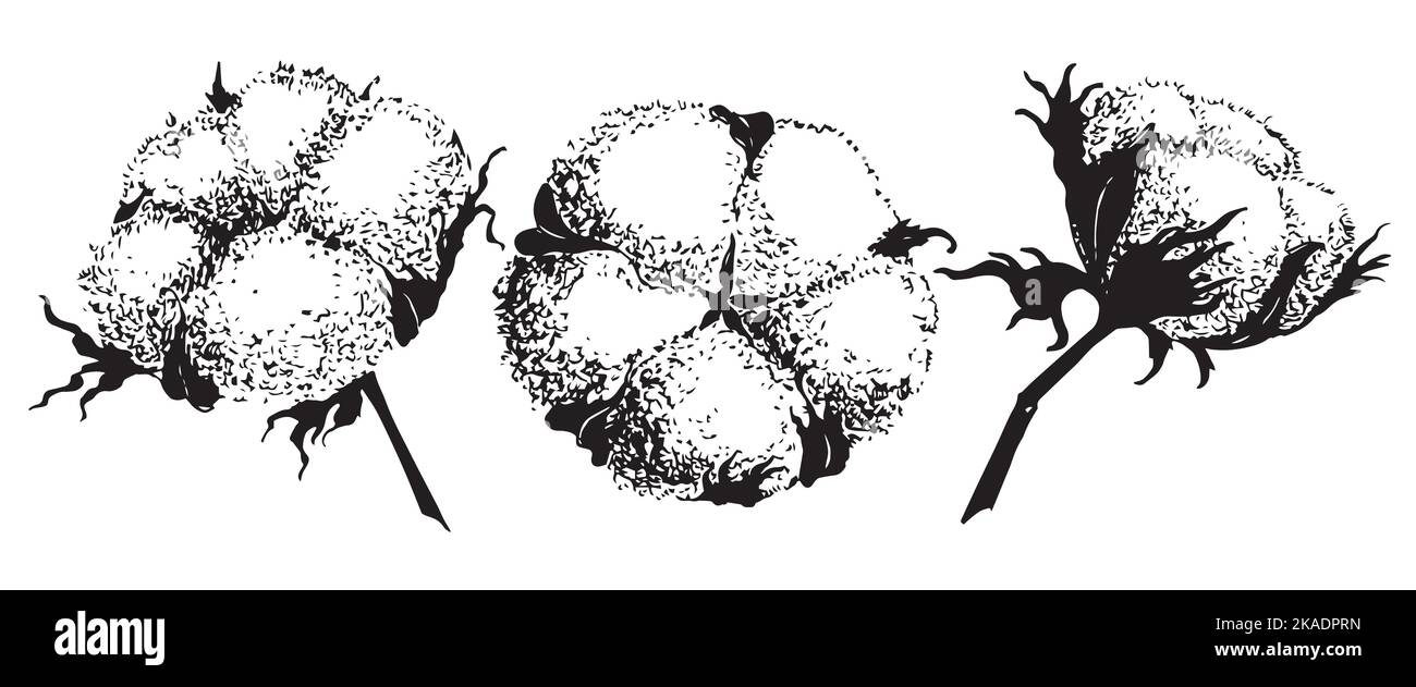 Ensemble vectoriel de boules de coton à encre pour dessiner à la main. Illustration de la gravure de plante dans le style vintage. Dessin botanique sur fond isolé Illustration de Vecteur