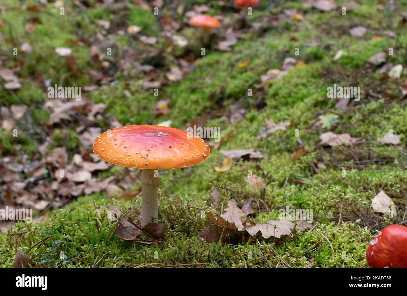 Mouche orange vif champignon agarique sur fond flou de mousse verte et de feuilles mortes Banque D'Images