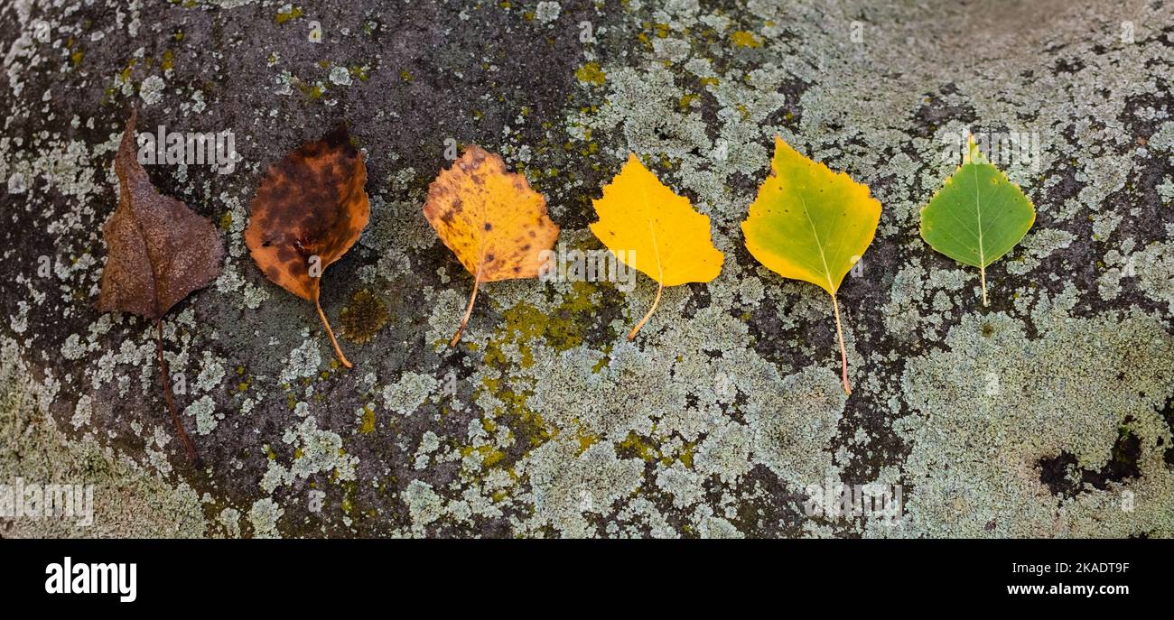 Six feuilles de bouleau d'automne moulées en gros plan sur du granit recouvert de moisissure verte Banque D'Images