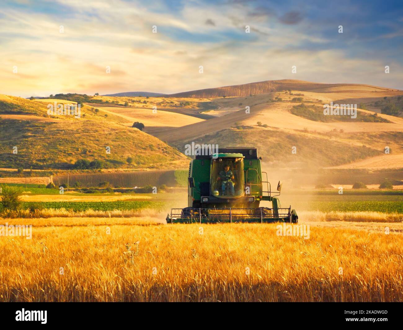 Moissonneuse-batteuse, récolte de blé, dans une plaine de Larissa. Banque D'Images