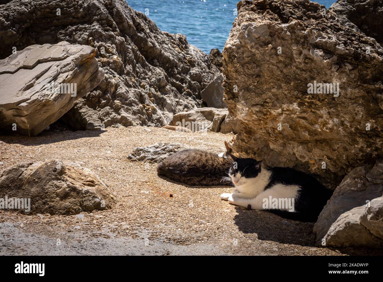 Un chat blanc et noir, couché au soleil, sous la roche. Côte Adriatique à Budva, Monténégro. Banque D'Images