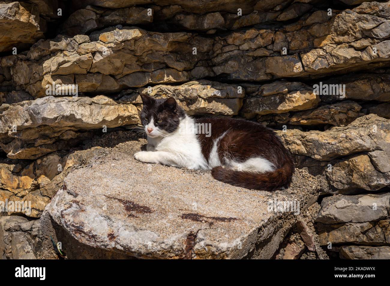 Un chat blanc et noir, couché au soleil, sur un bloc de béton sous la roche. Côte Adriatique à Budva, Monténégro. Banque D'Images