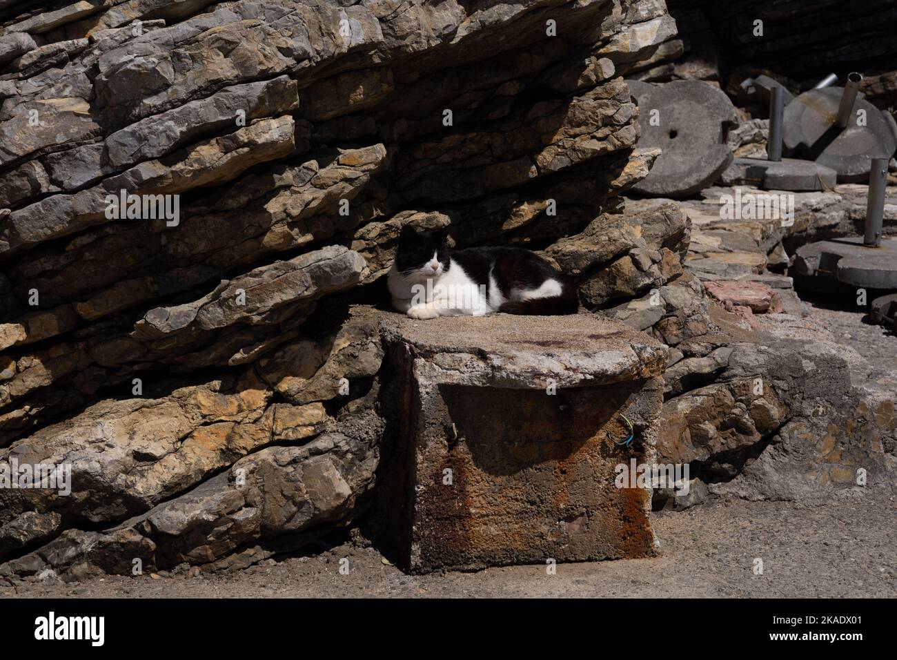 Un chat blanc et noir, couché au soleil, sur un bloc de béton sous la roche. Côte Adriatique à Budva, Monténégro. Banque D'Images