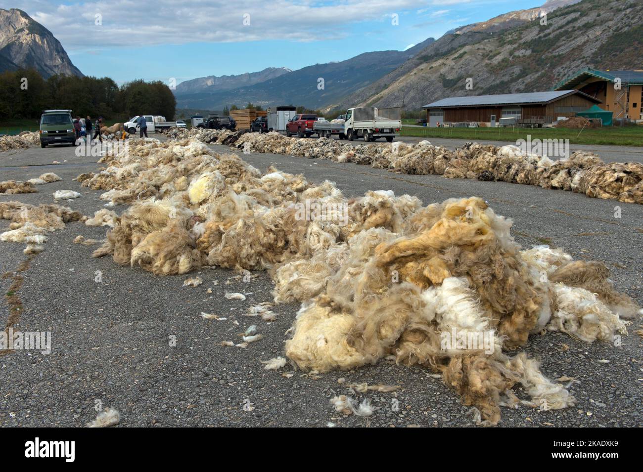 La laine vierge du Valais a été livrée par des éleveurs de moutons avant d'être emballée sur la piste de l'aérodrome de Turtmann, à Turtmann, en Suisse Banque D'Images