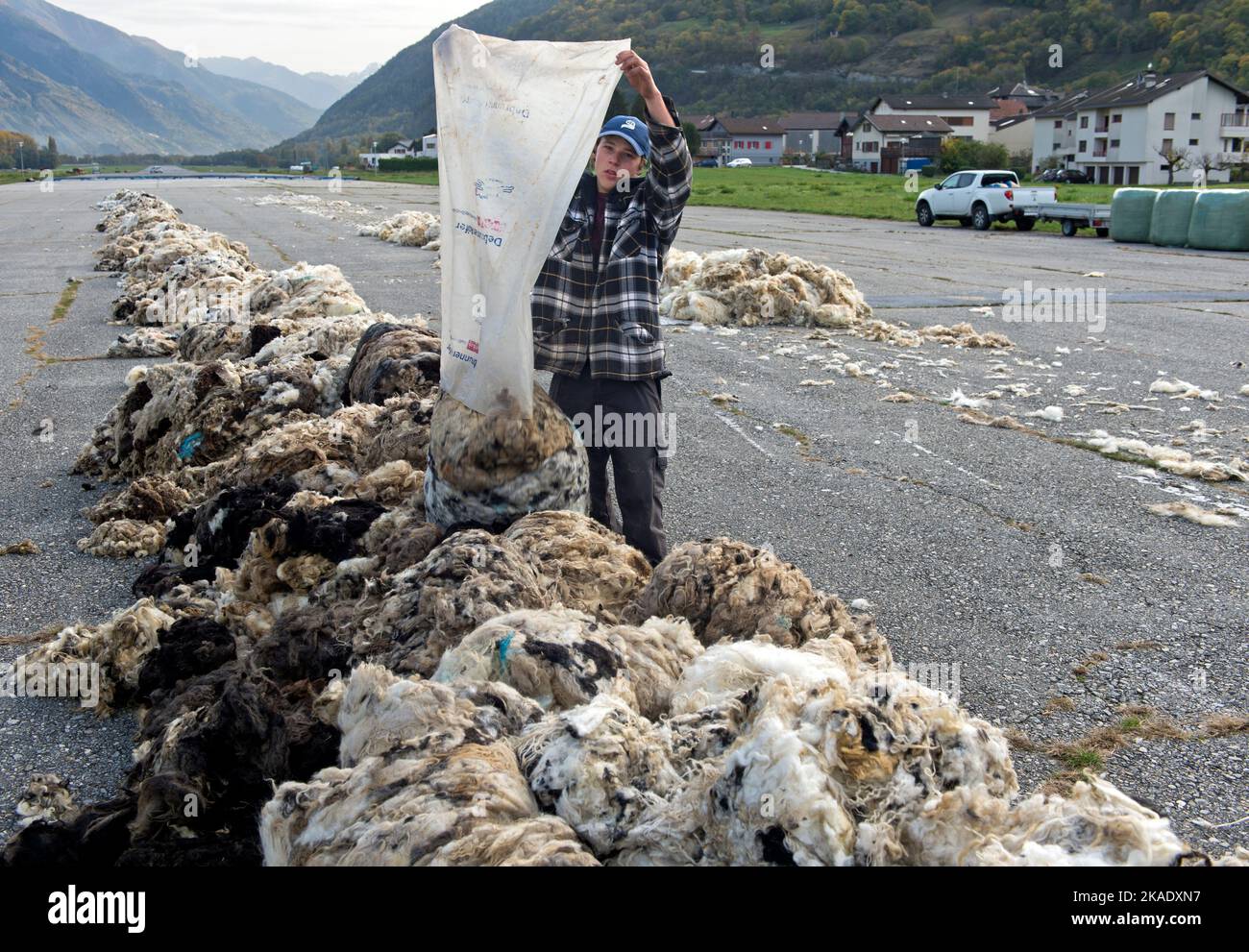 Assistant vide un sac de laine de mouton à un point de collecte pour la laine de brebis blacknace du Valais, Turtmann, Valais, Suisse Banque D'Images