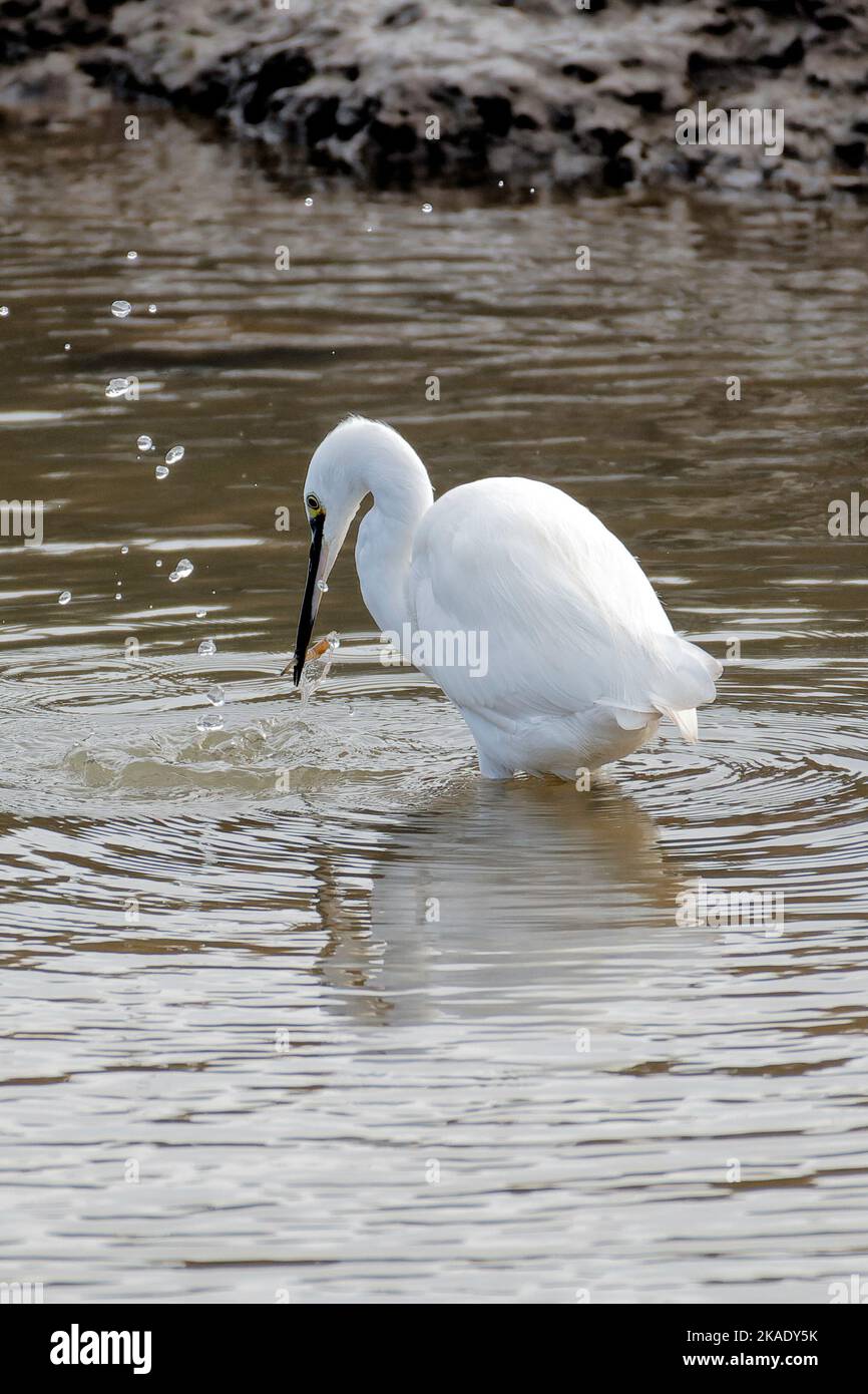 Un peu d'aigrette se nourrissant de crevettes au marais de Pitchwell, Norfolk, Angleterre Banque D'Images