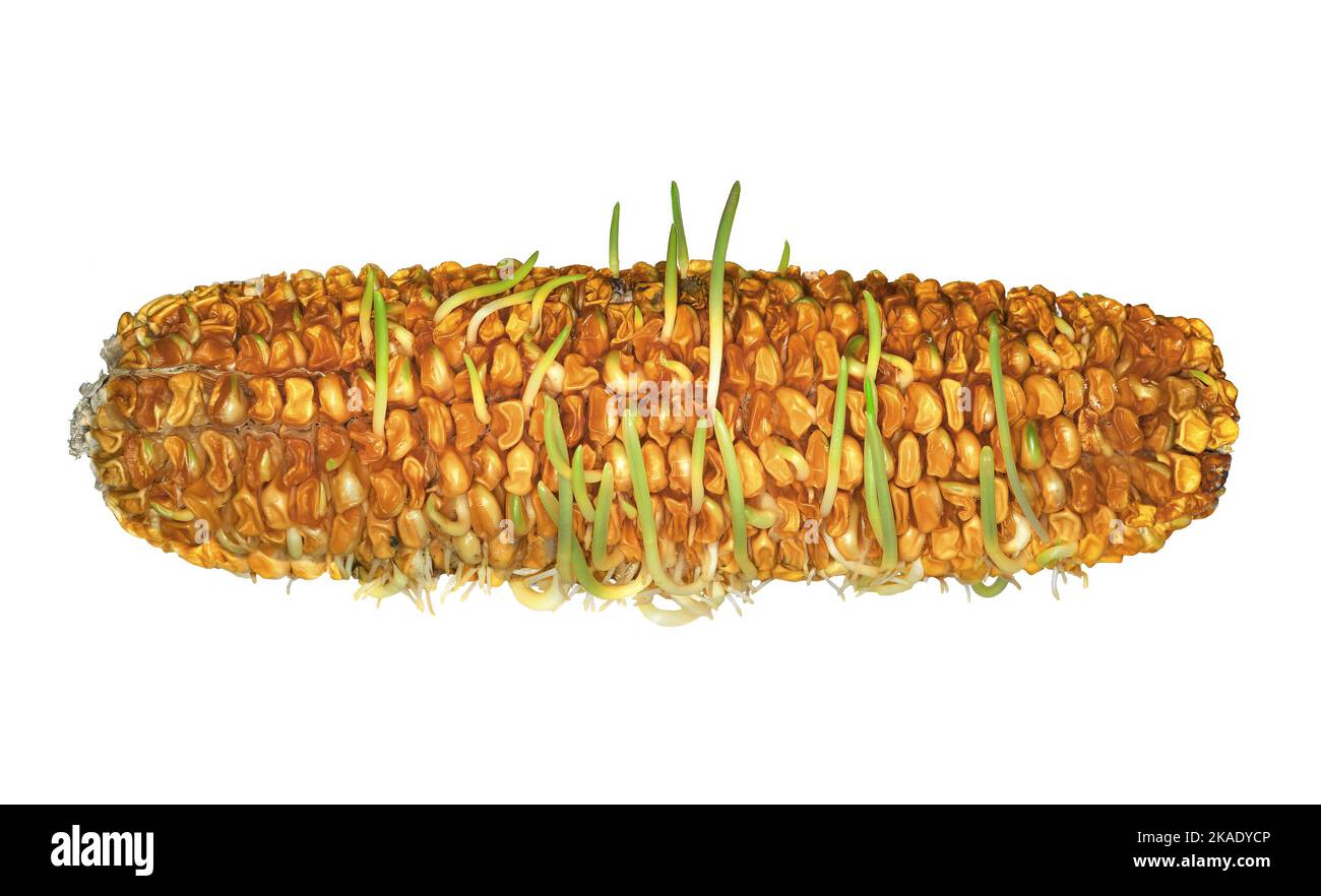 Germination et germination prématurées des grains de maïs sur les épis de maïs, sur fond blanc de maïs Banque D'Images