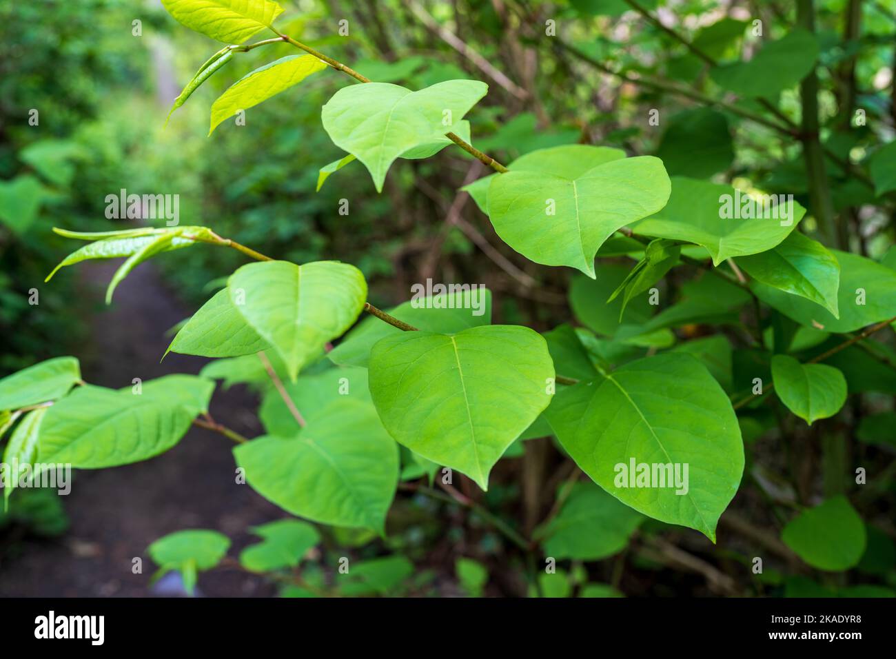 Mauvaise herbe de Knot japonais plante très envahissante très difficile à enlever Banque D'Images