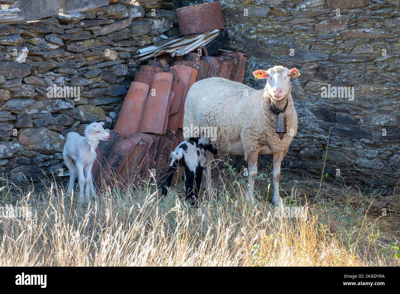 Deux petits brebis, des agneaux, un blanc et un noir et blanc à côté de leur mère Banque D'Images