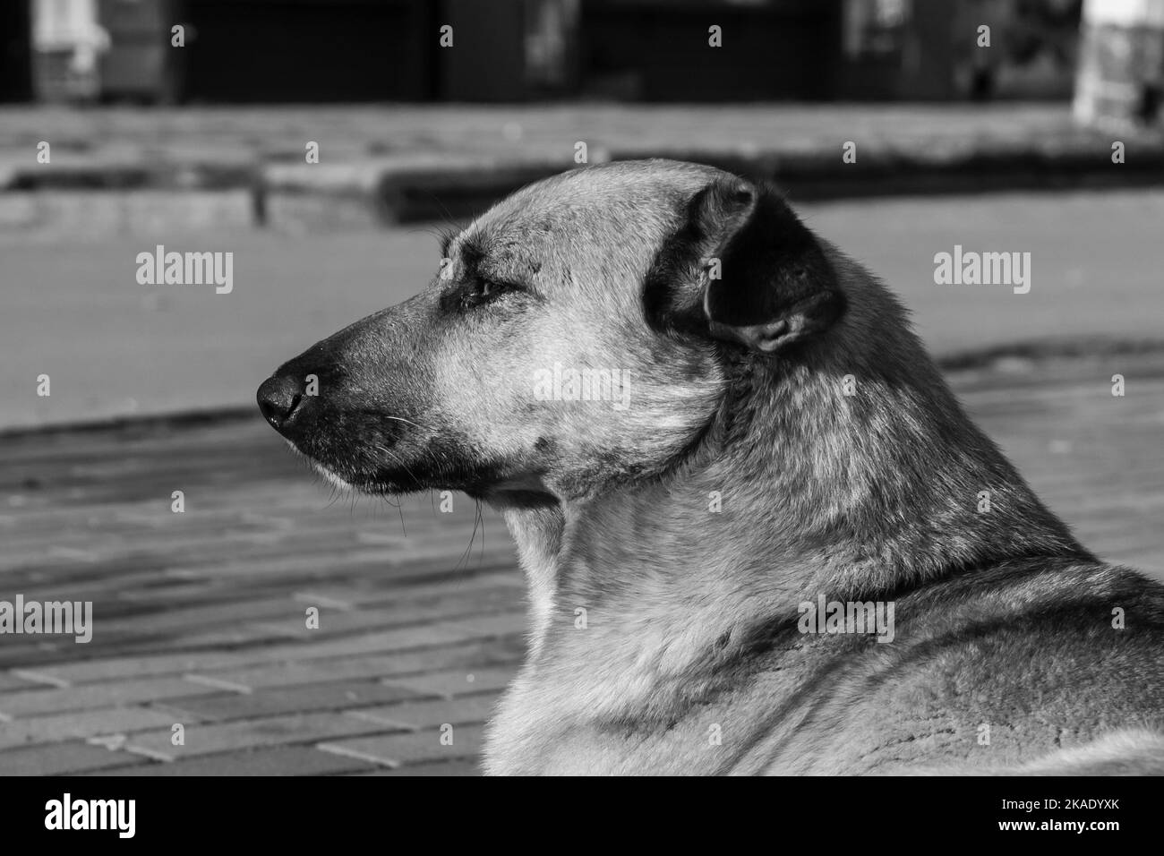 Gros chien en gros plan reposant sur le trottoir de la zone piétonne. Image en noir et blanc Banque D'Images