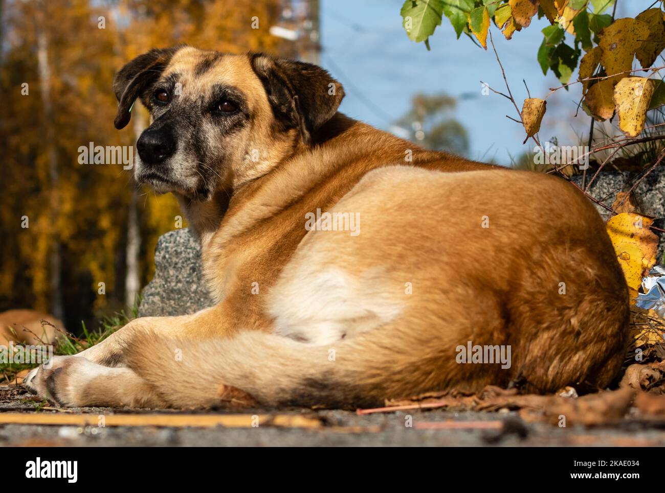 Gros vieux chien rouge en gros plan reposant sur le trottoir de la zone piétonne Banque D'Images