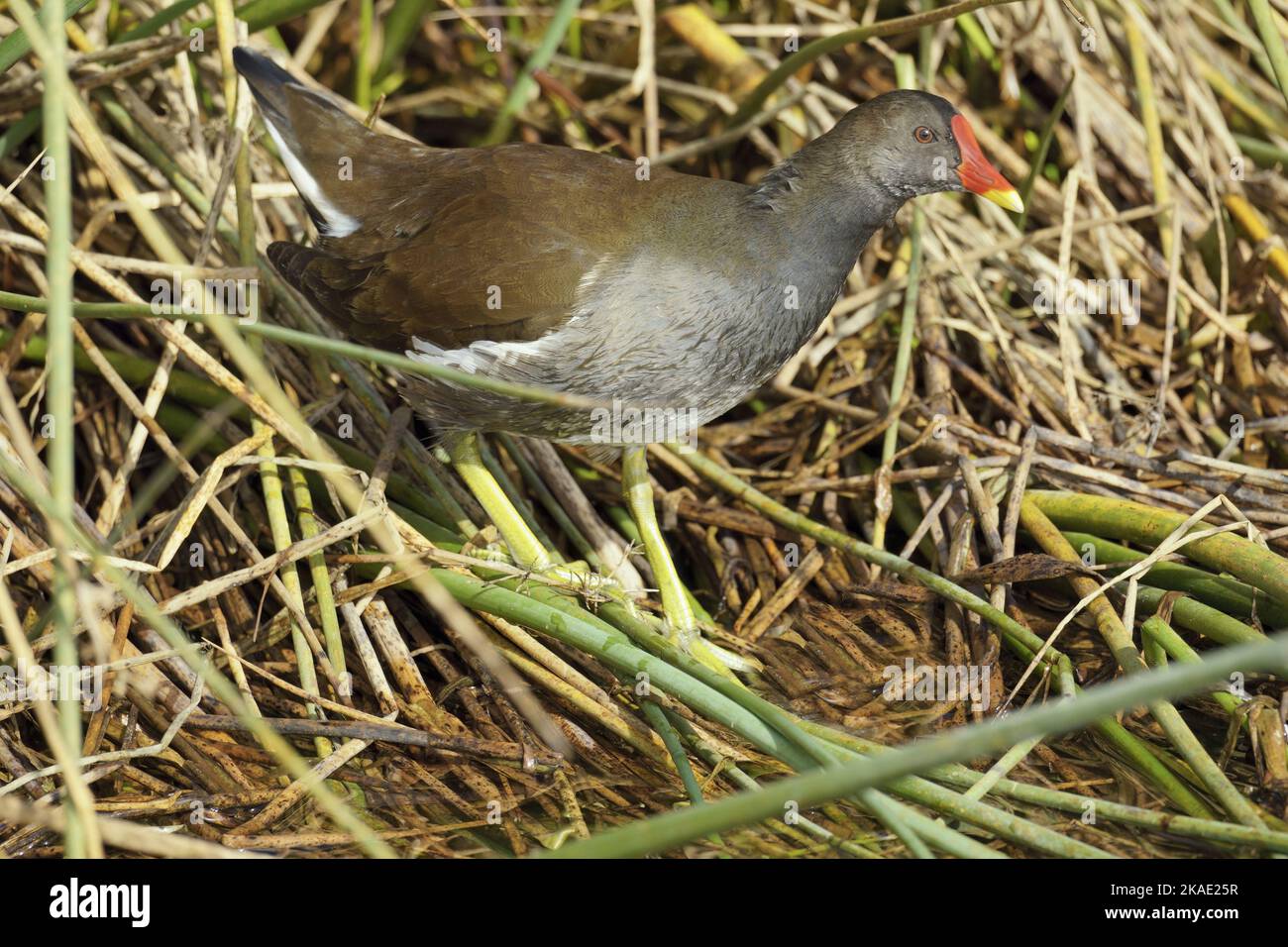 waterhen parmi la végétation de la rive d'un étang, Gallina chloropus; Rallidae Banque D'Images