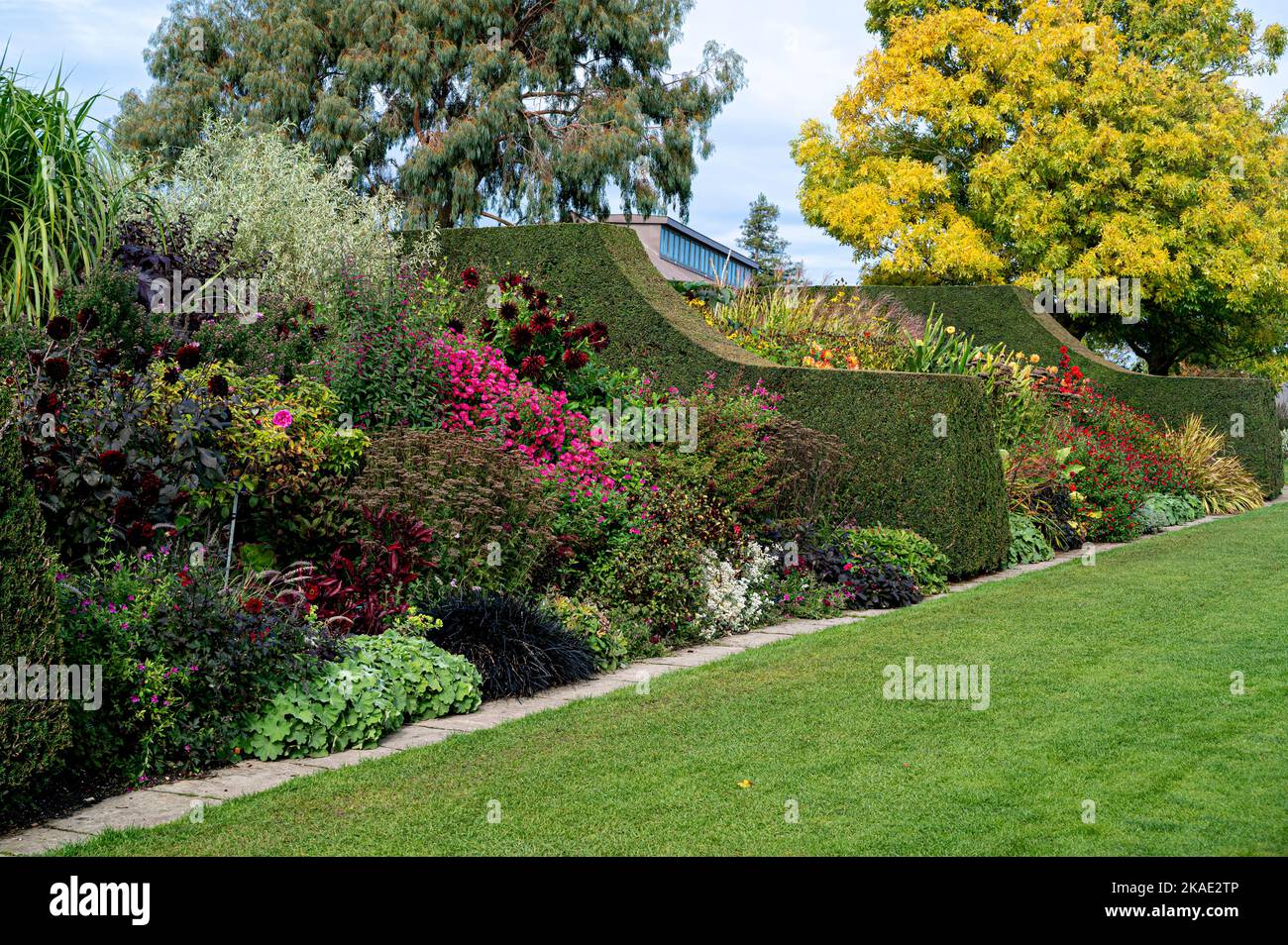 RHS Hyde Hall, Royal Horticultural Society. Les bordures herbacées avec une couverture très nette de l'if, et beaucoup de couleur de fin de saison. Banque D'Images