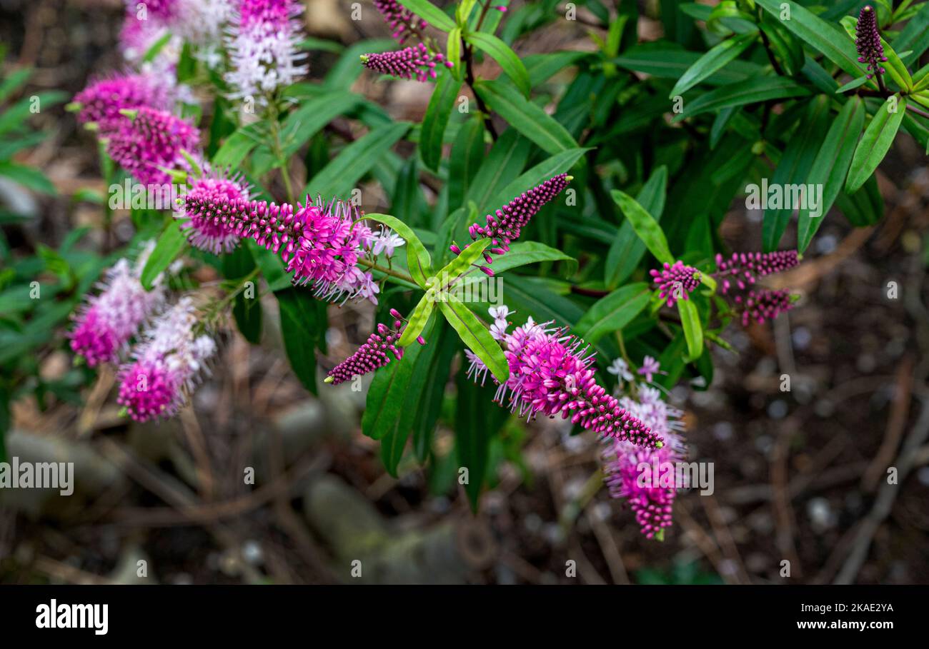 Hebe Grand Orme, Plantaginaceae. Fleurs roses et blanches et feuilles vertes brillantes. Banque D'Images