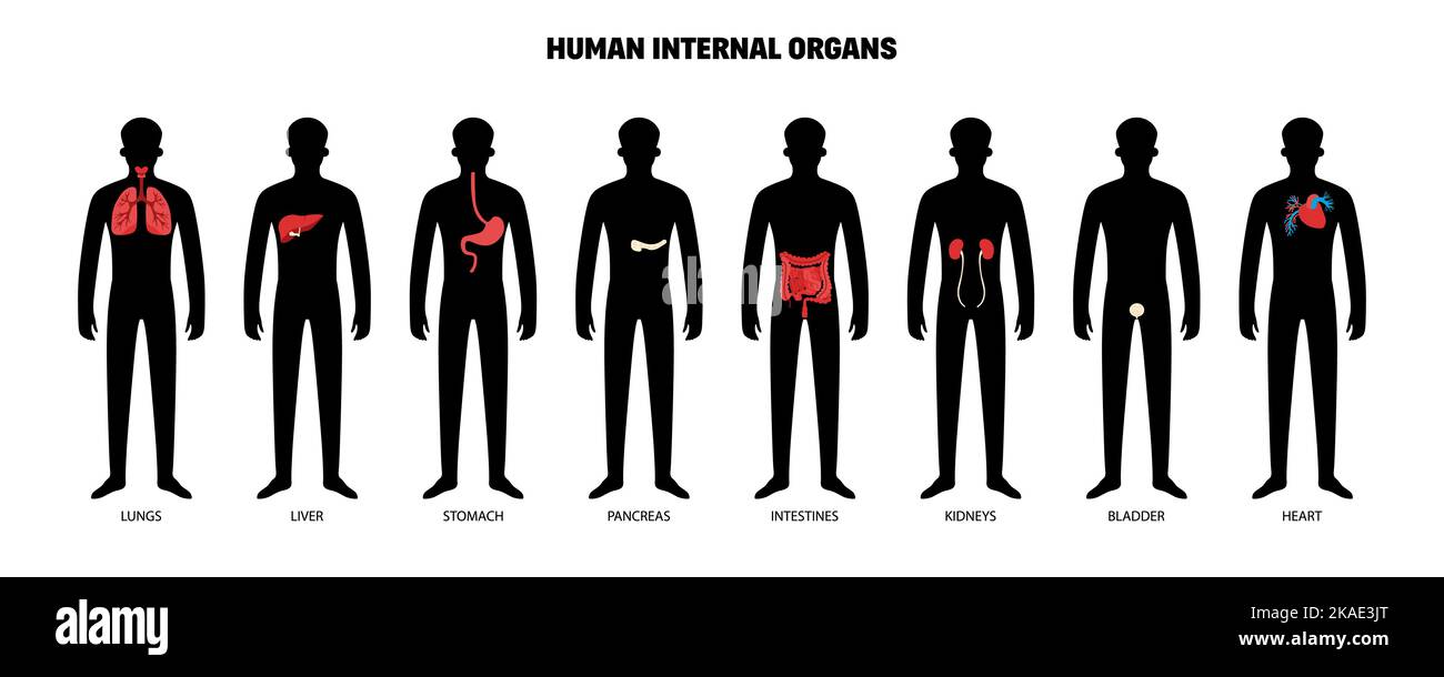 Organes internes humains ensemble avec silhouettes sombres isolées du corps humain avec des membres à code couleur systèmes illustration vectorielle Illustration de Vecteur