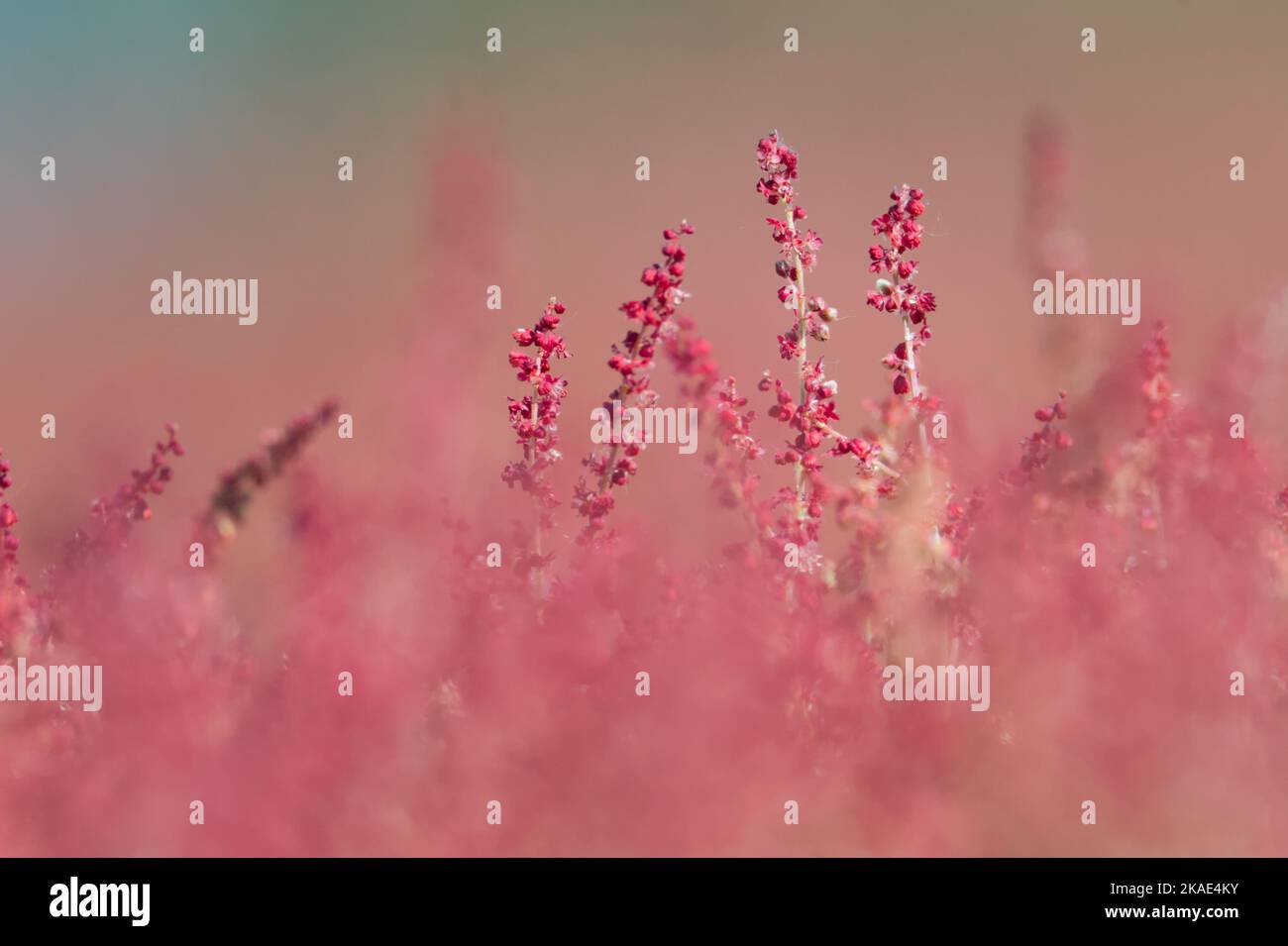 Gros plan d'Une tige de floraison dans Un champ de Sorrel rouge, Sorrel de Sheep, Sorrel de Field ou de Sour Weed, Rumex acetosella, Christchurch UK Banque D'Images