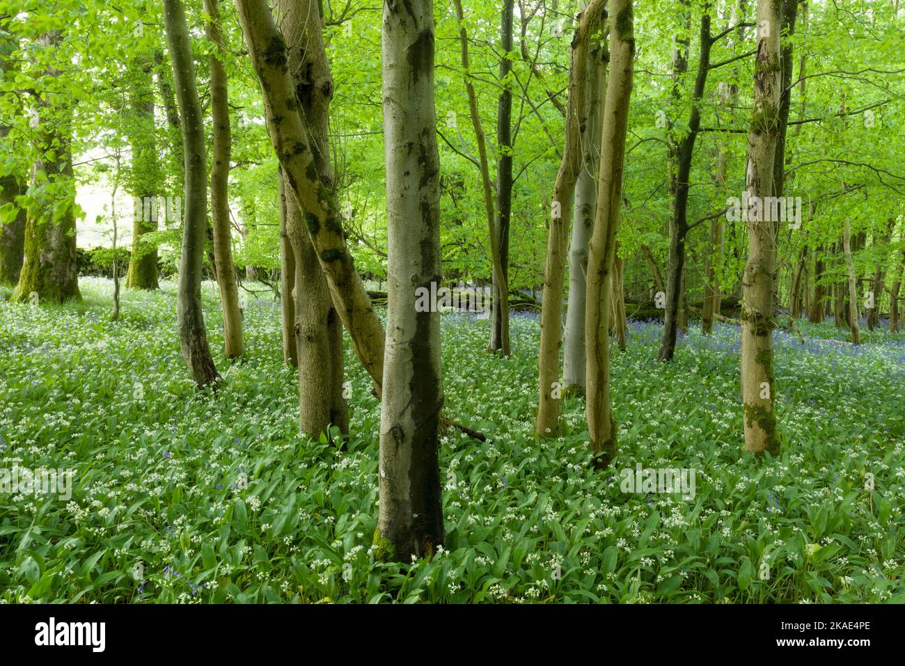 Ail sauvage (Allium ursinum) ou Ramsons en fleur dans le bois long, une forêt à feuilles larges dans les collines de Mendip, Somerset, Angleterre. Banque D'Images