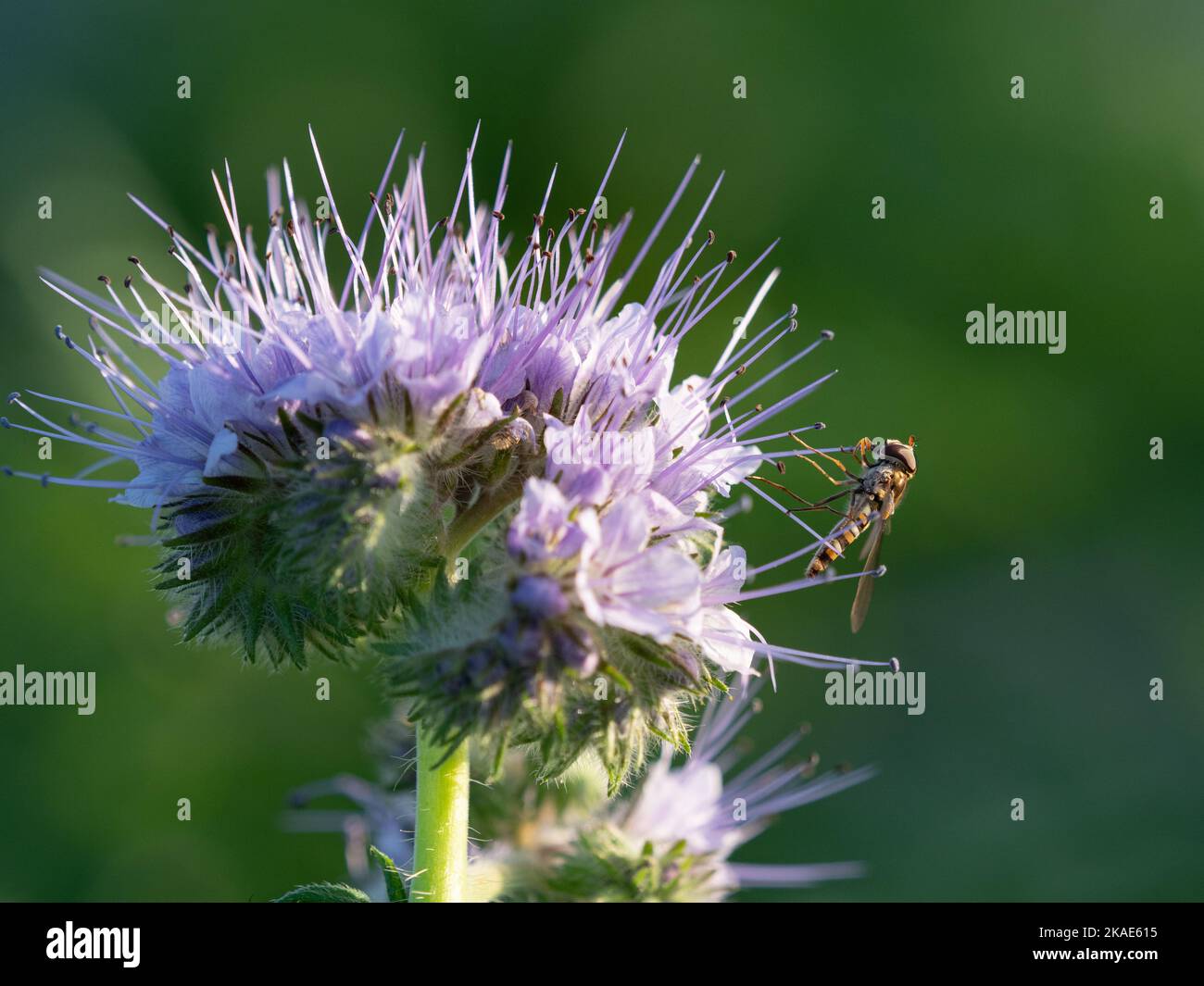Survoler la récolte verte Phacelia Bloom Banque D'Images