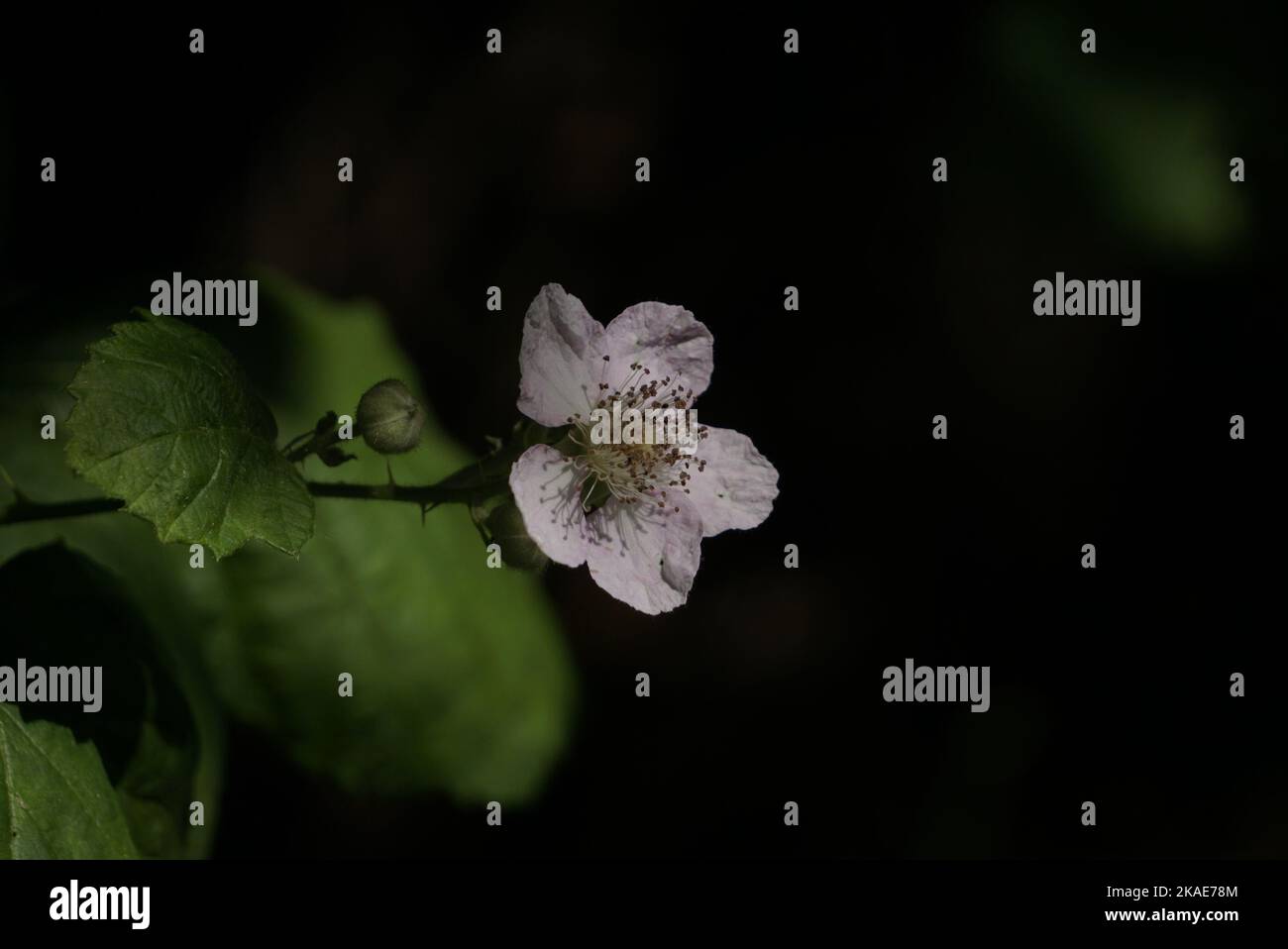 Gros plan d'une fleur de la blackberry arménienne (Rubus armeniacus) sur fond sombre et flou Banque D'Images