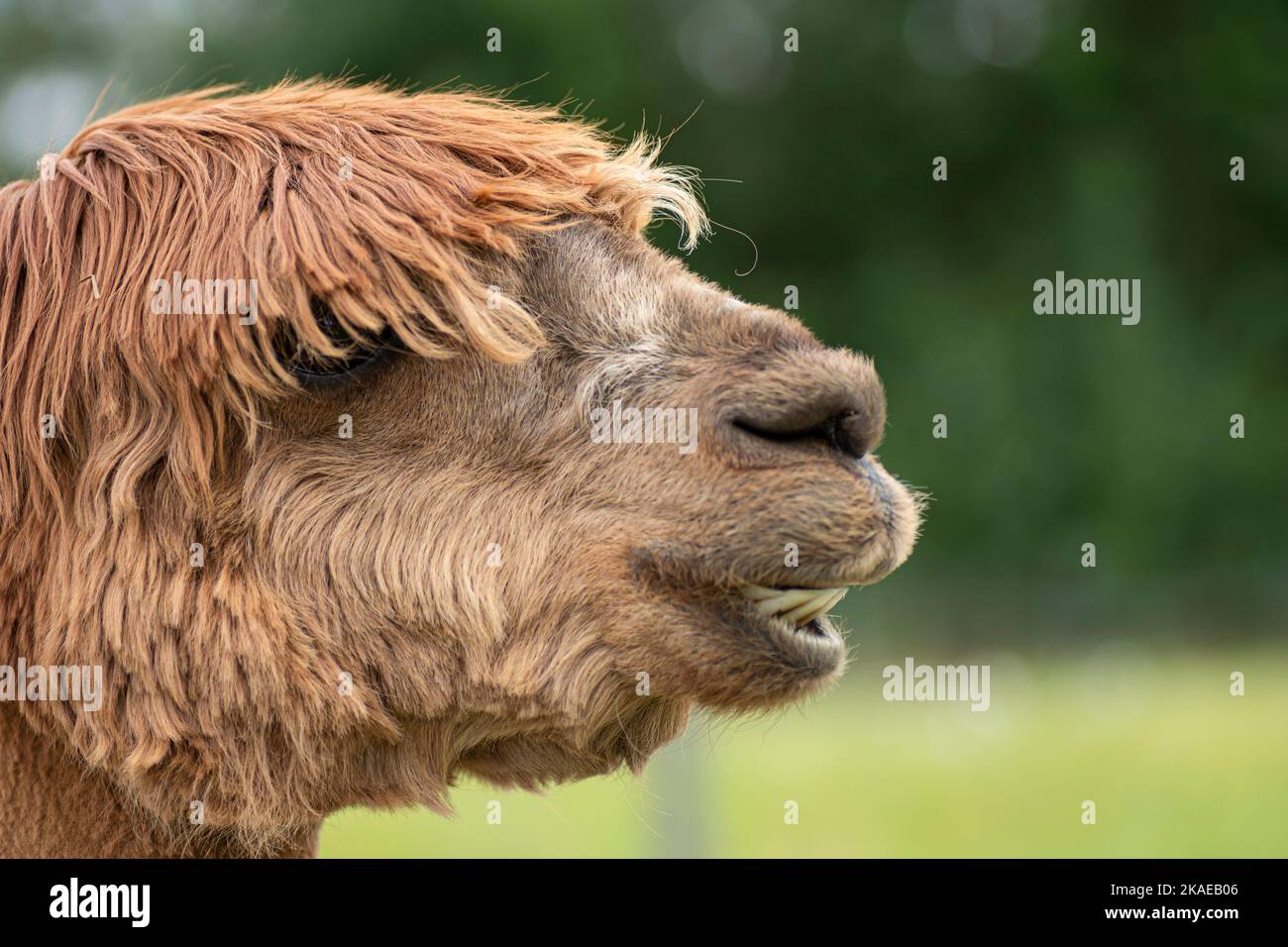 Portrait de gros plan d'alpaca d'un côté Banque D'Images