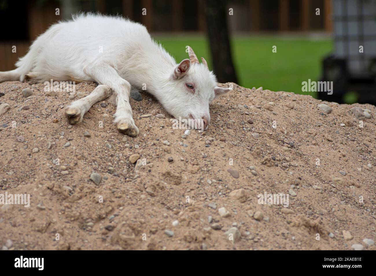 Petite chèvre blanche couché sur une pile de sable Banque D'Images